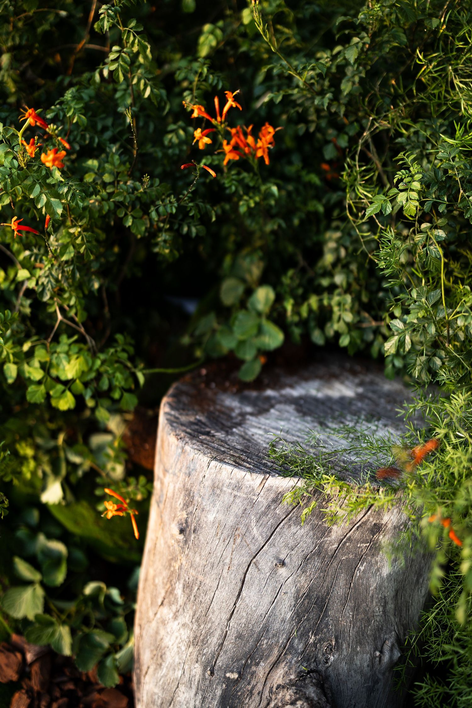 Weathered gray tree stump in garden setting with orange flowers and green foliage in background.
