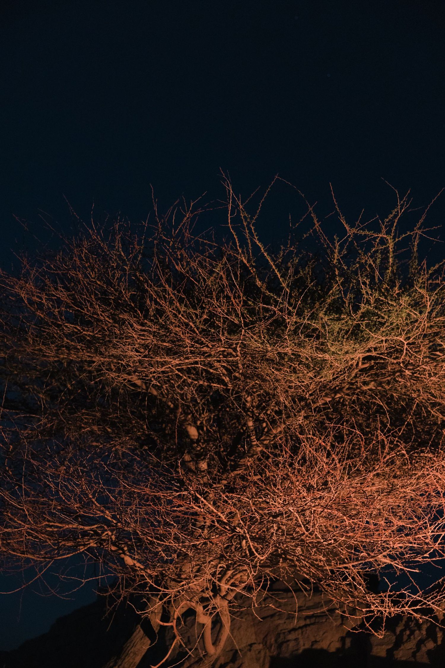 Bare tree branches silhouetted against dark sky with orange illumination.
