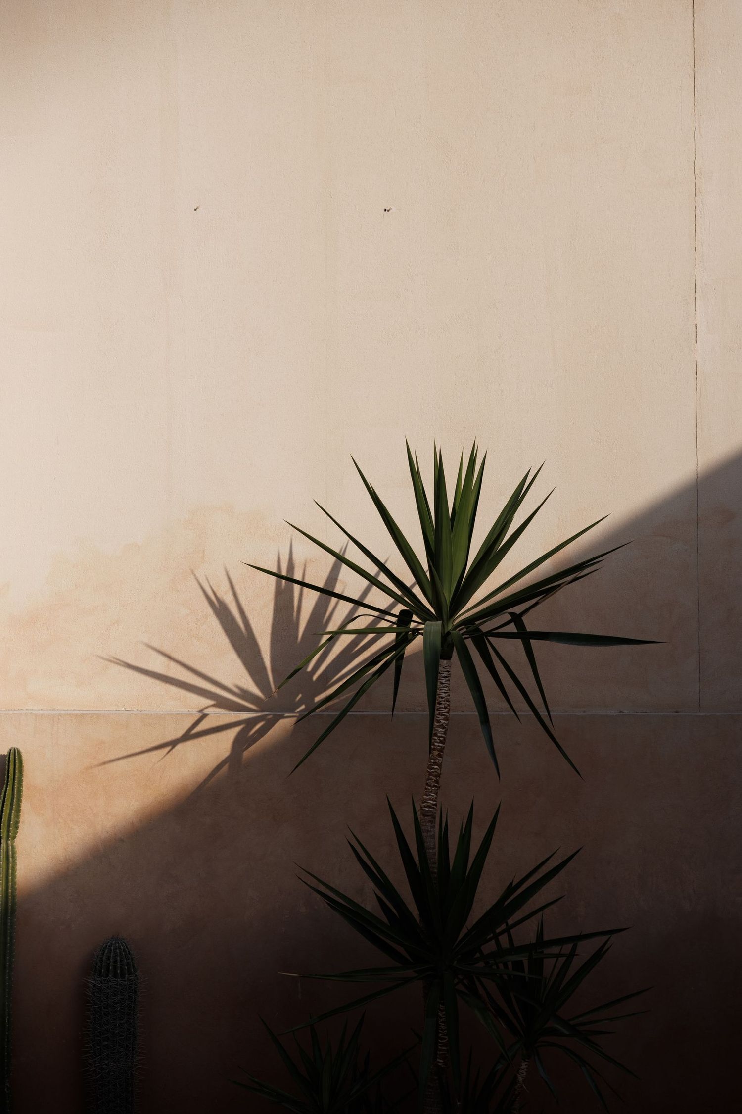 Silhouetted palm fronds against a light background create dramatic shadows at sunset.