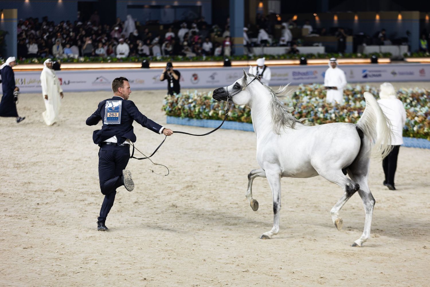 Handler guides an elegant white Arabian horse during an equestrian show performance.