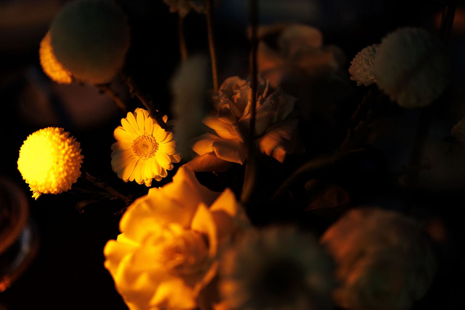 Yellow chrysanthemum flowers bloom in dramatic low-light conditions creating a moody floral composition.
