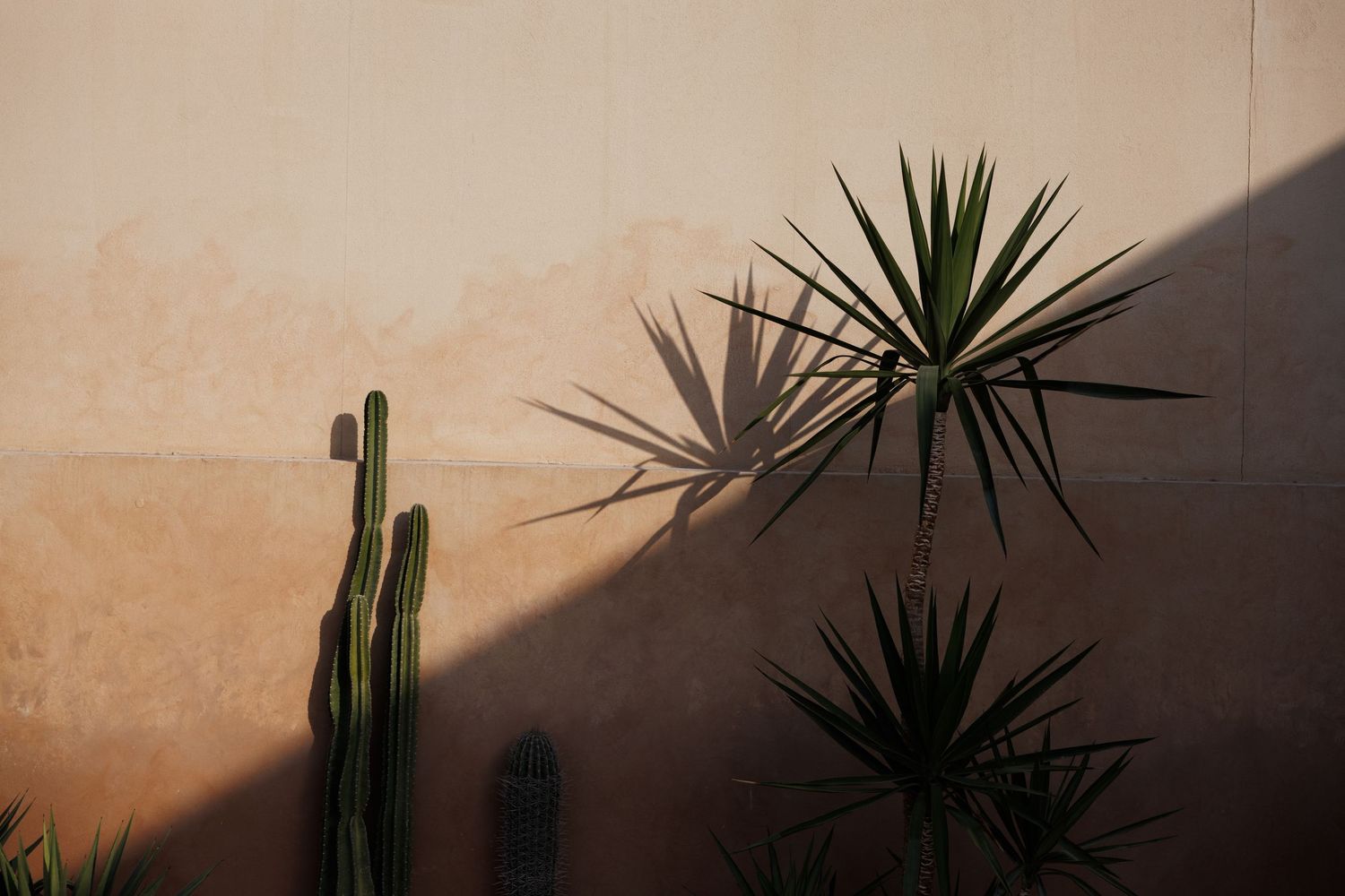 Desert landscape silhouettes of cacti and palm plants against a warm sunset sky.