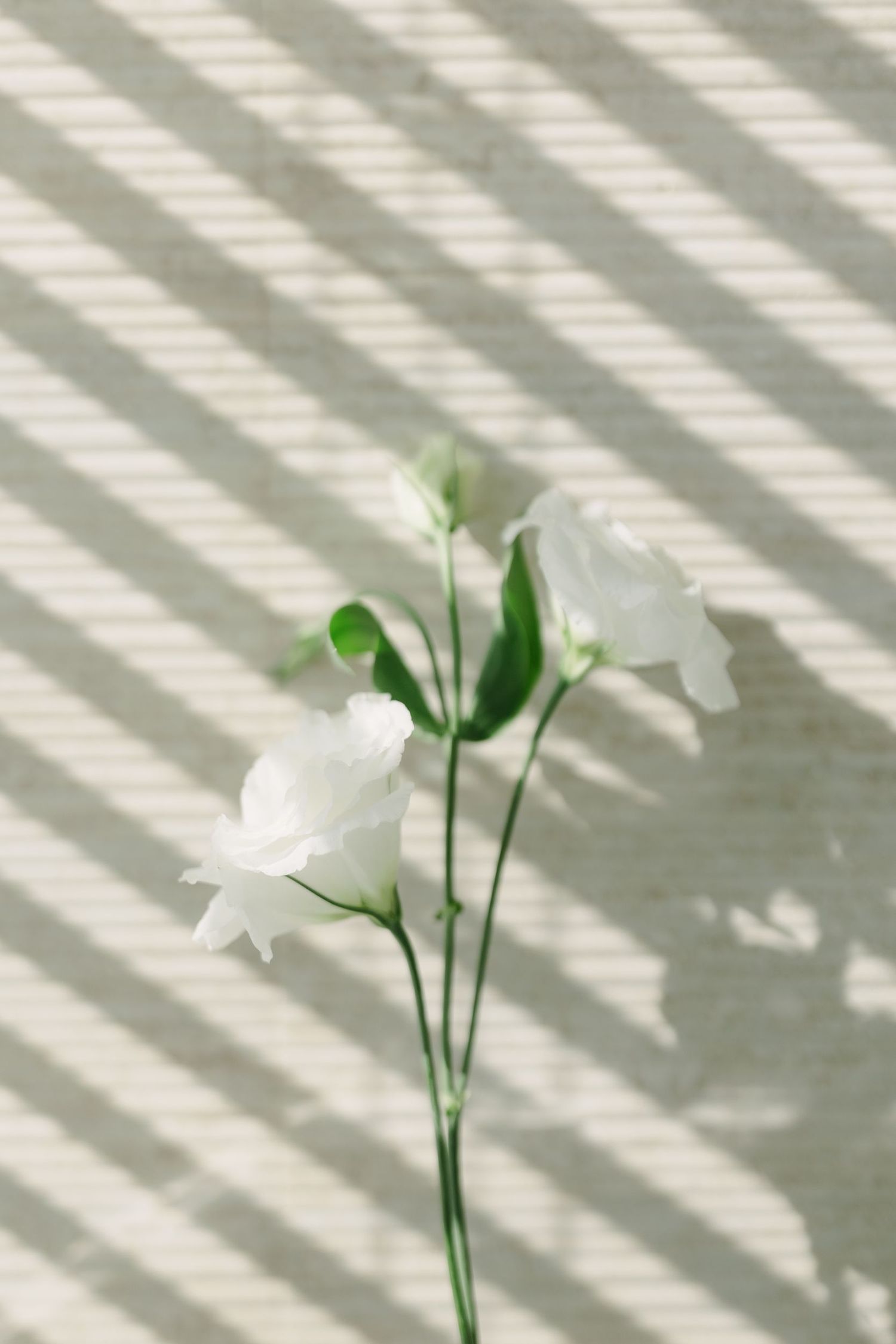 White flowers casting dramatic shadows through window blinds in natural light.