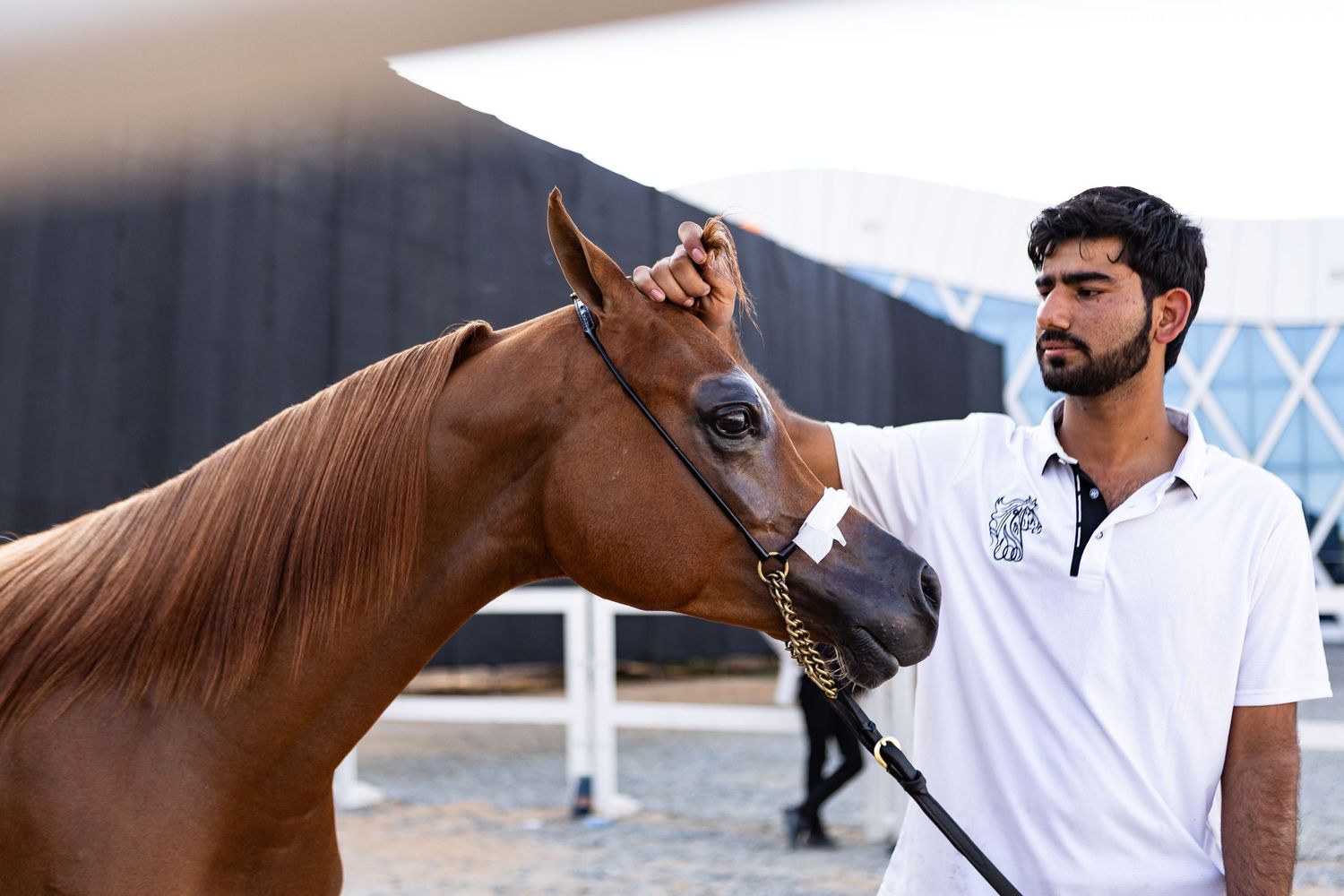 A person in white attire grooms and inspects a chestnut colored horse in an indoor arena.
