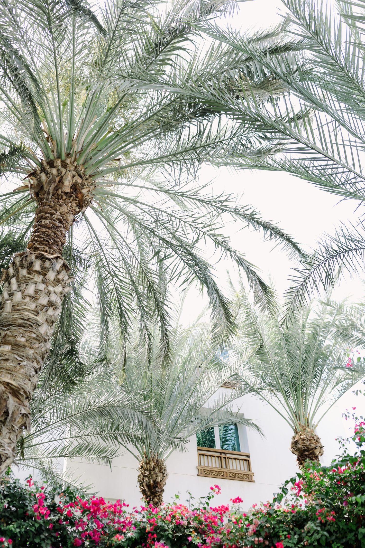 Palm trees and pink bougainvillea flowers decorating a white exterior wall.