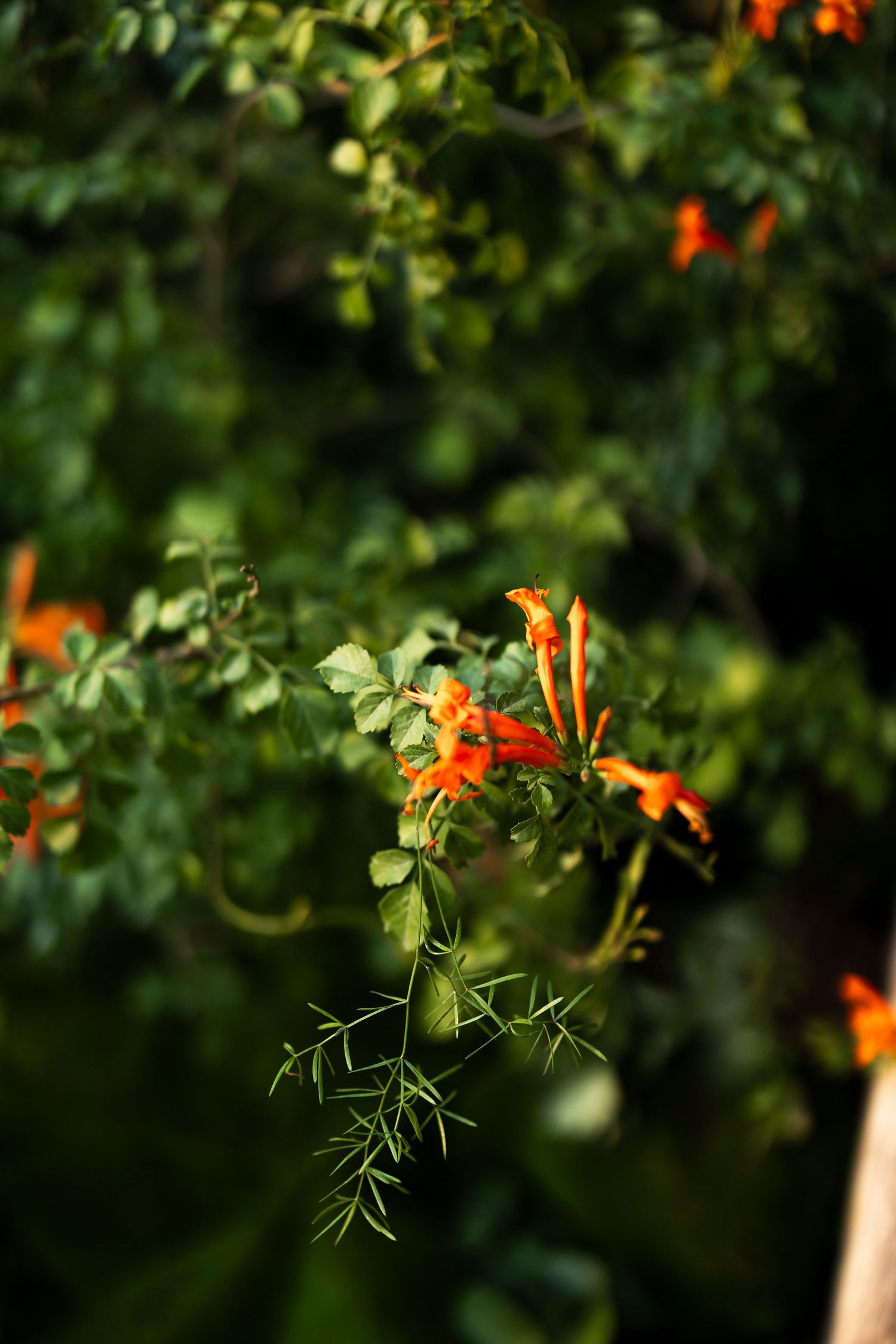 Orange trumpet vine flowers bloom against lush green foliage in a garden setting.