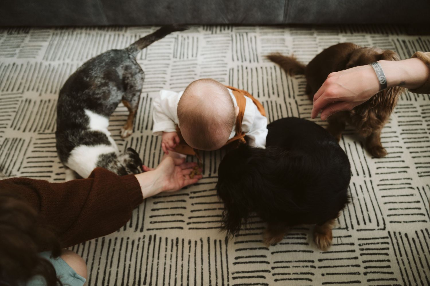 Family Photo with young child and dogs