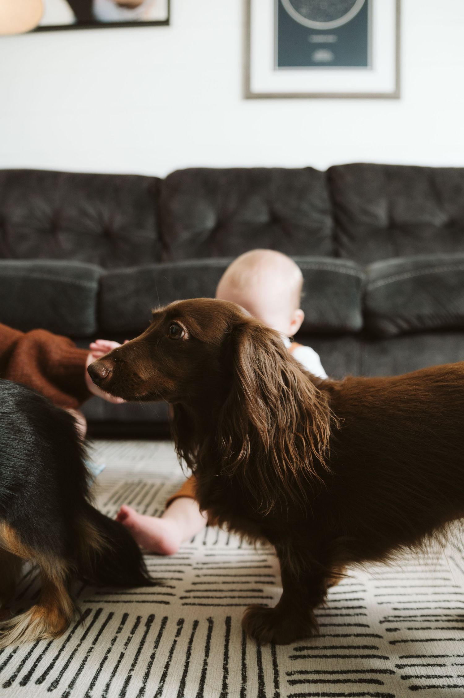 Family Photo with young child and dogs