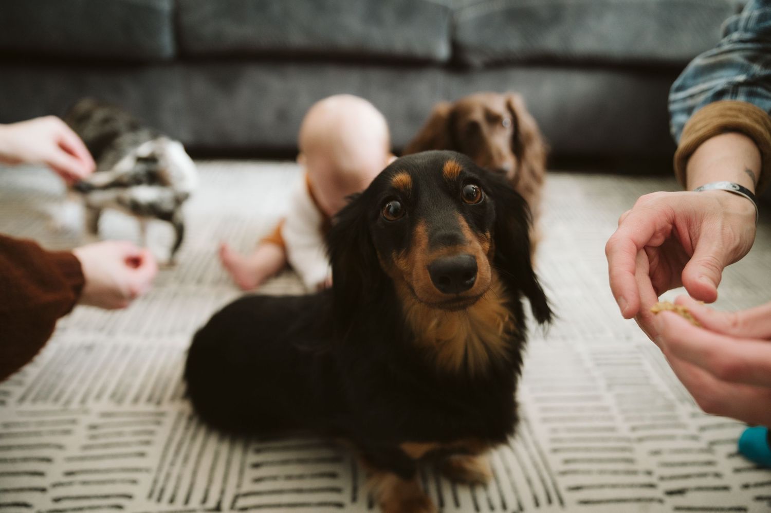 Family Photo with young child and dog