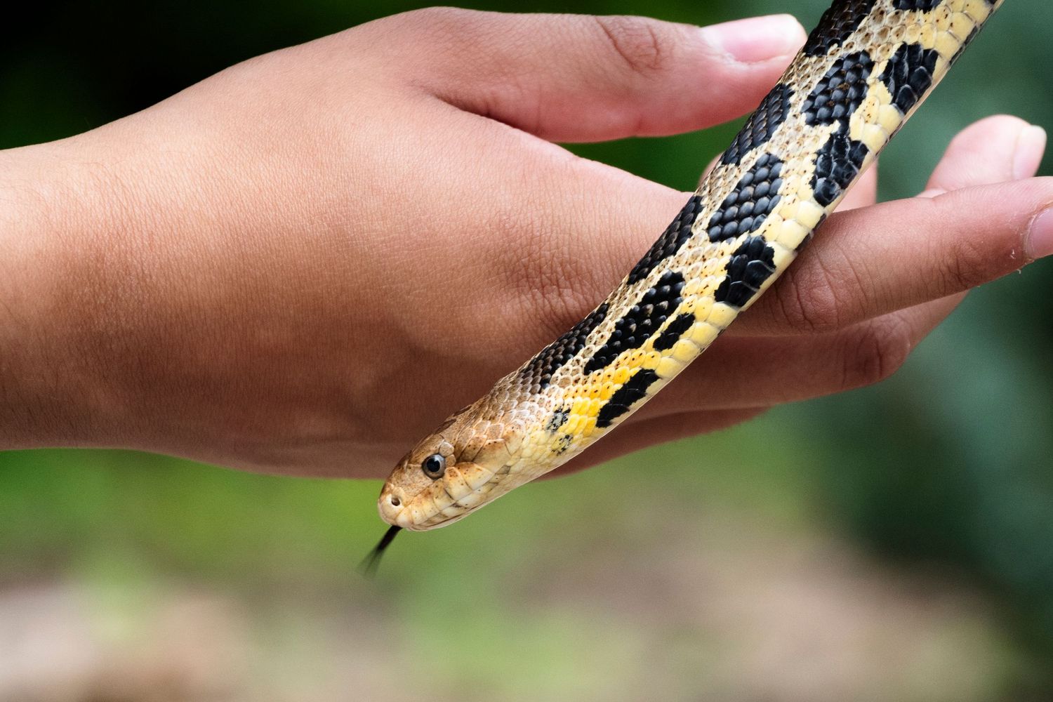 A hand with a snake slithering in front of it with it's tongue flicking out.