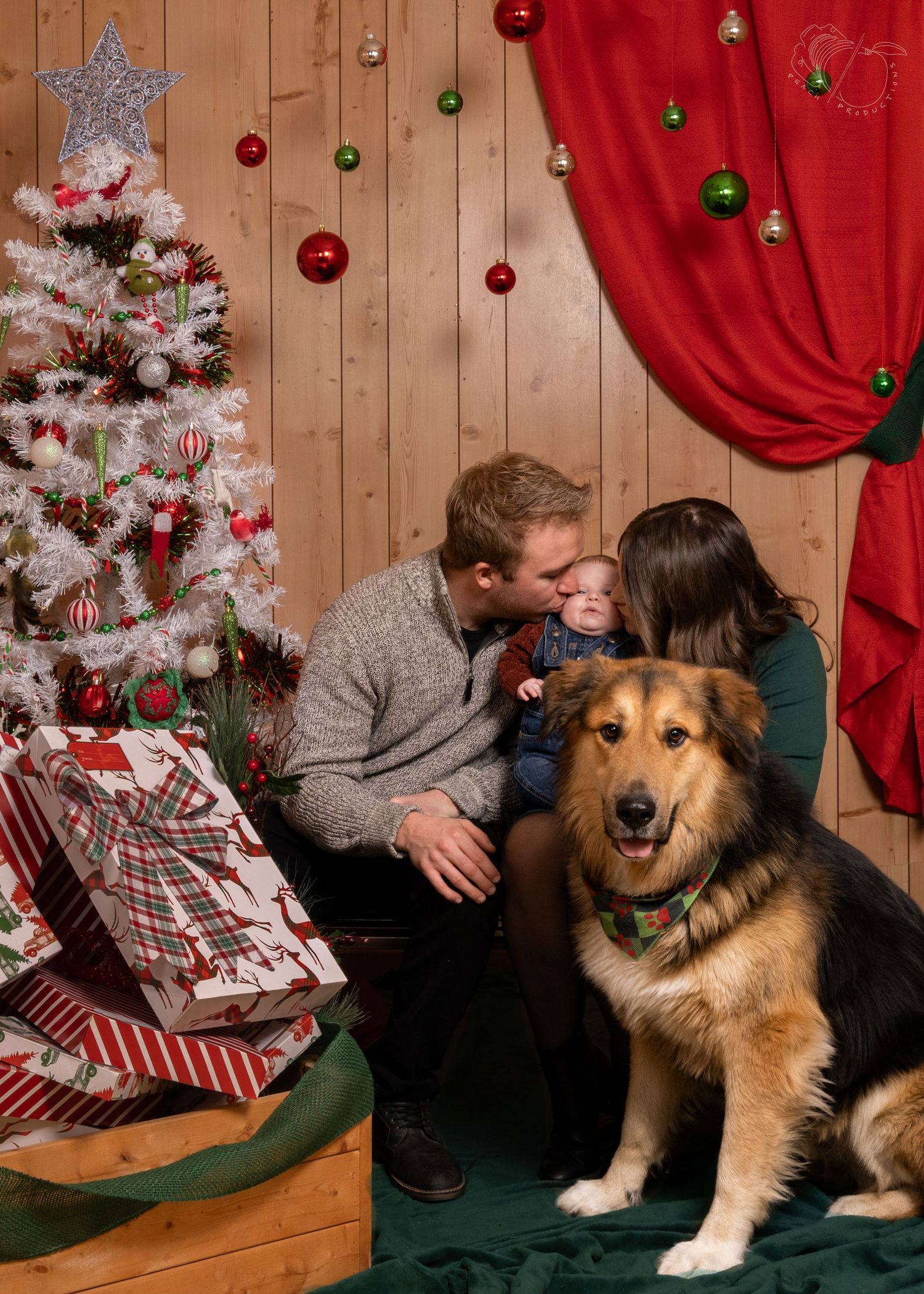 Christmas photo setup with festive decorations and a friendly German Shepherd mix dog.