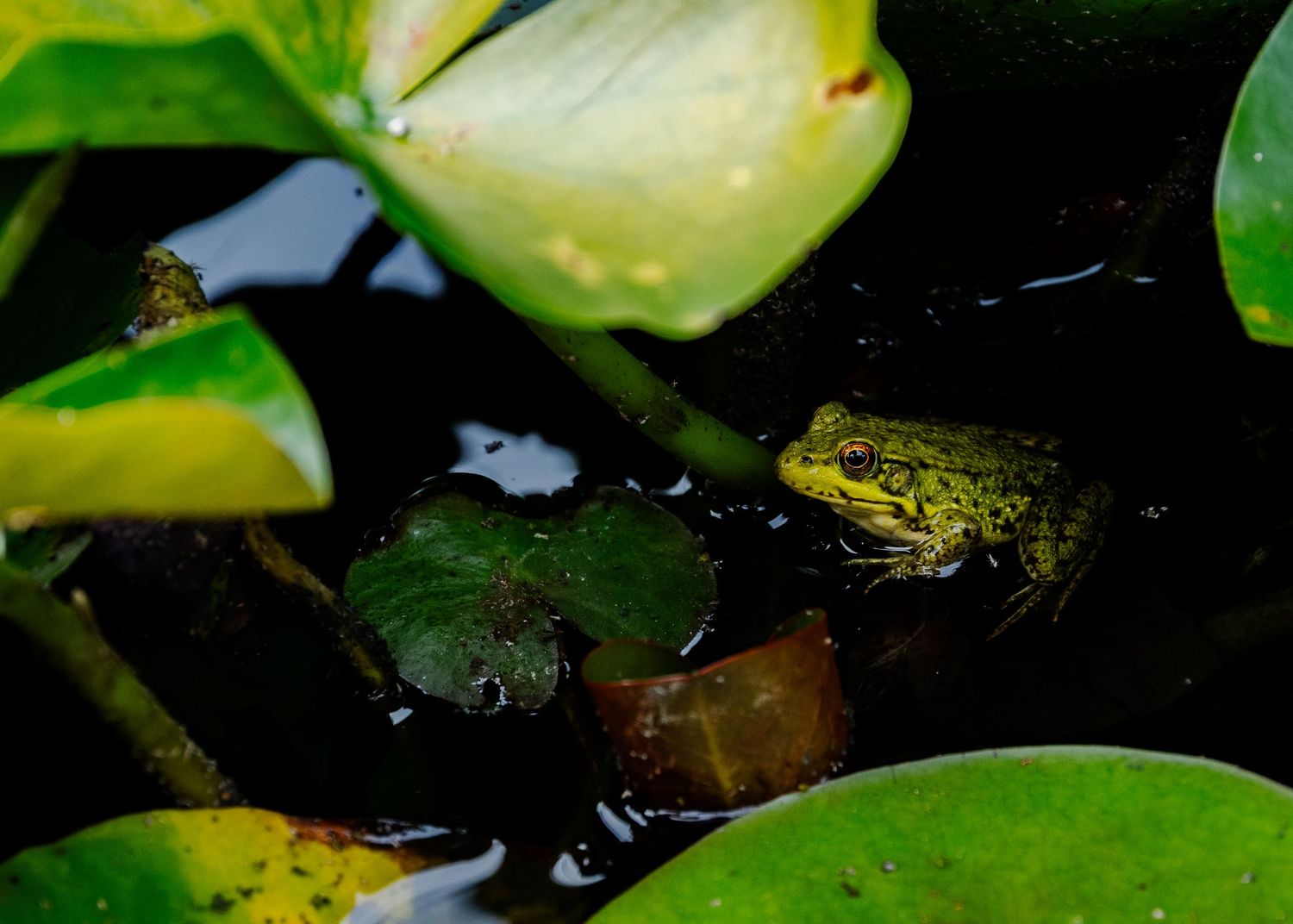 Photo of a frog in a pond, surrounded by large green leaves.
