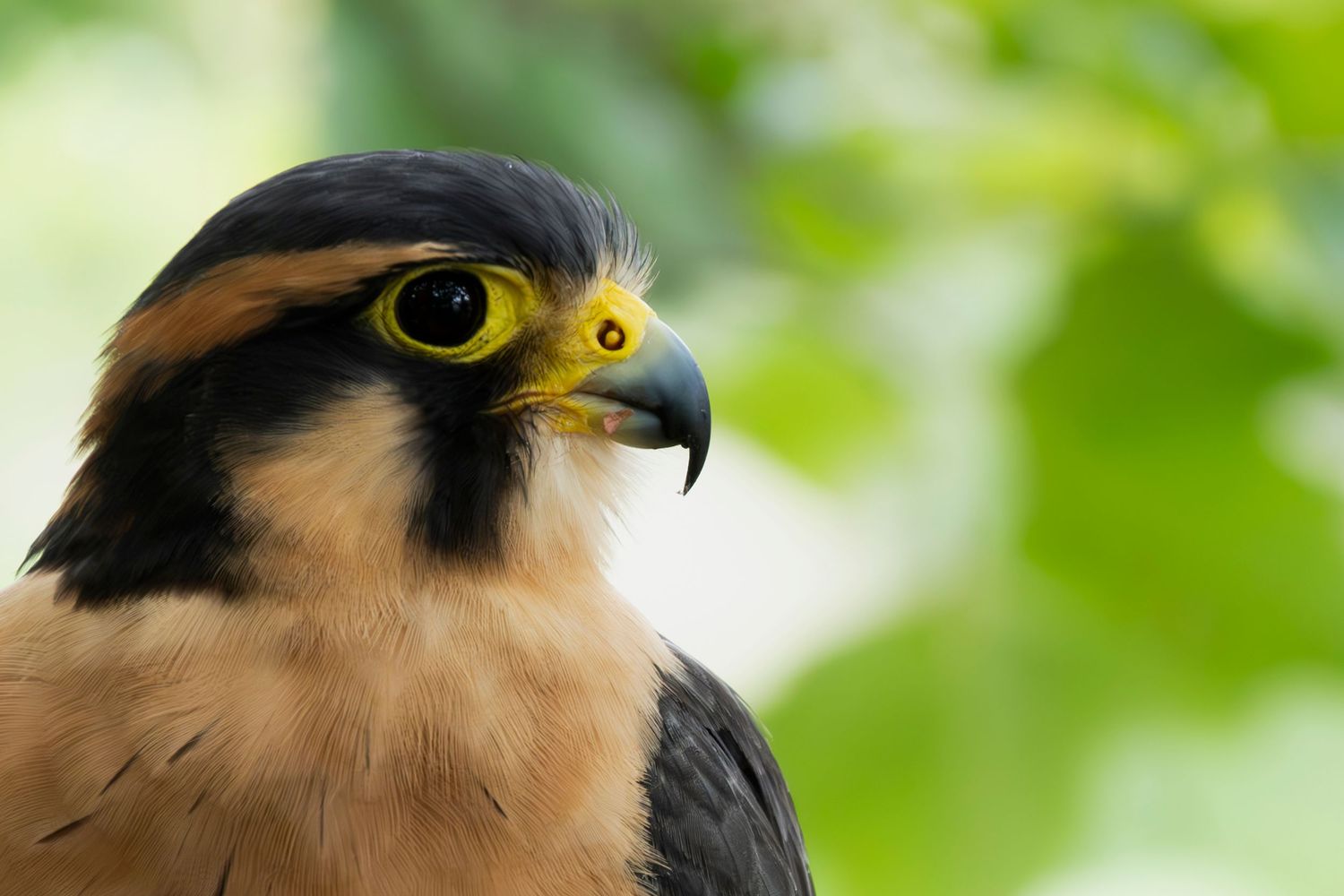 Photo of a falcon, background is green and blurred.