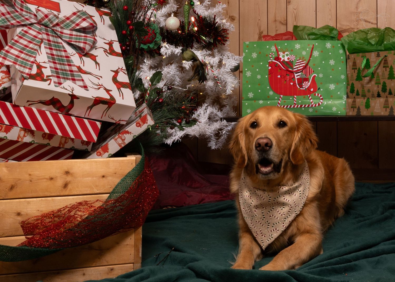 German Shepherd mix dog posing with wrapped Christmas presents and decorations.