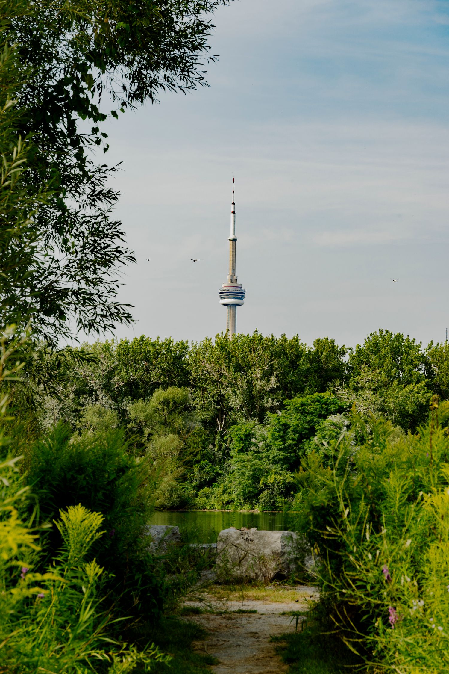 Nature photo with trees, water, the sky, and in the distance you can see the CN tower.