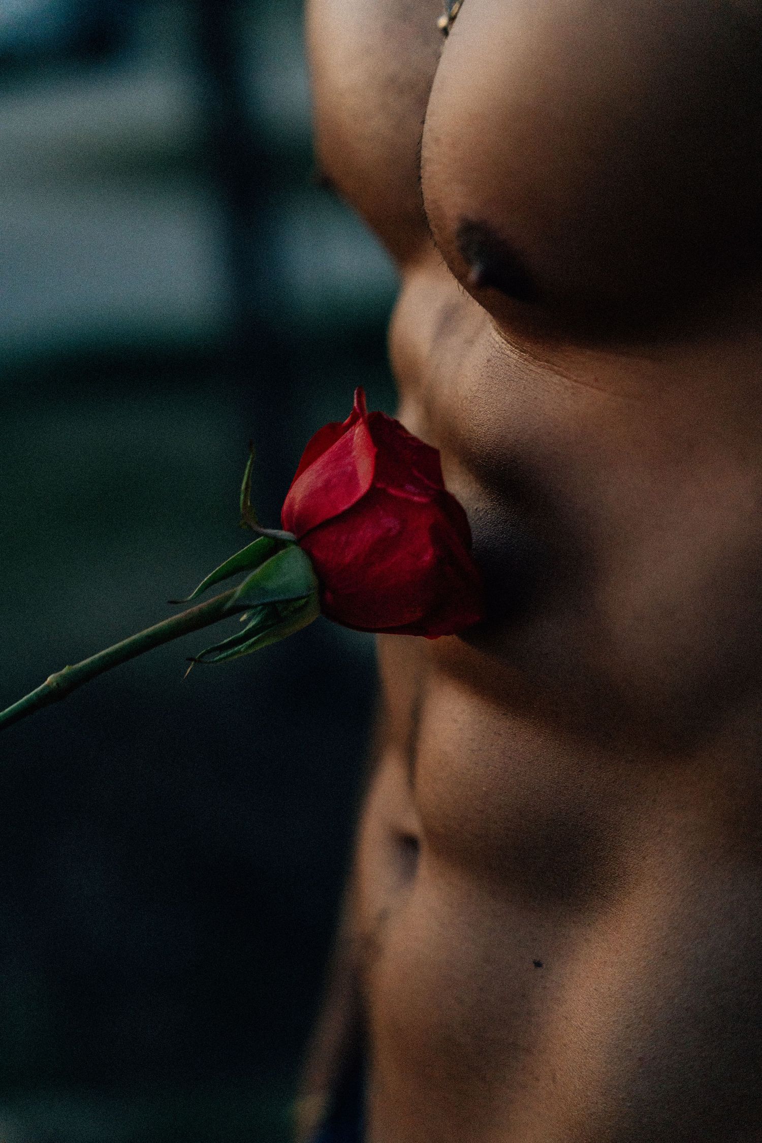 Close-up view of a red rose against a dark blurred background.
