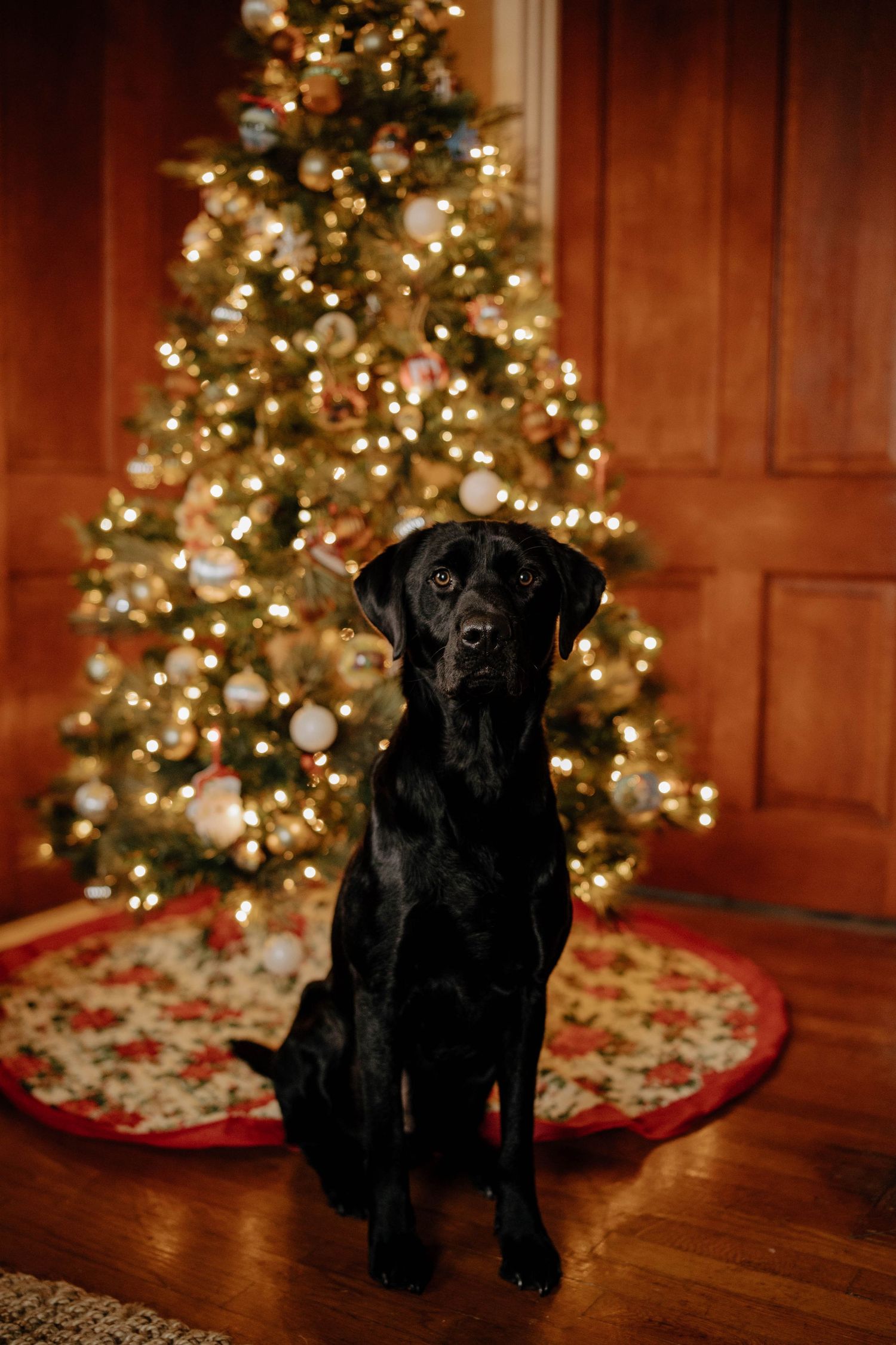 Black Labrador puppy poses in front of decorated Christmas tree with twinkling lights.