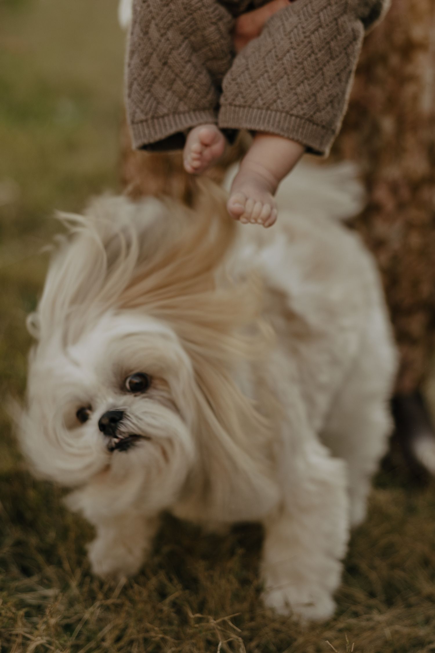 A fluffy white dog looks up while tiny feet dangle above in a knit outfit.