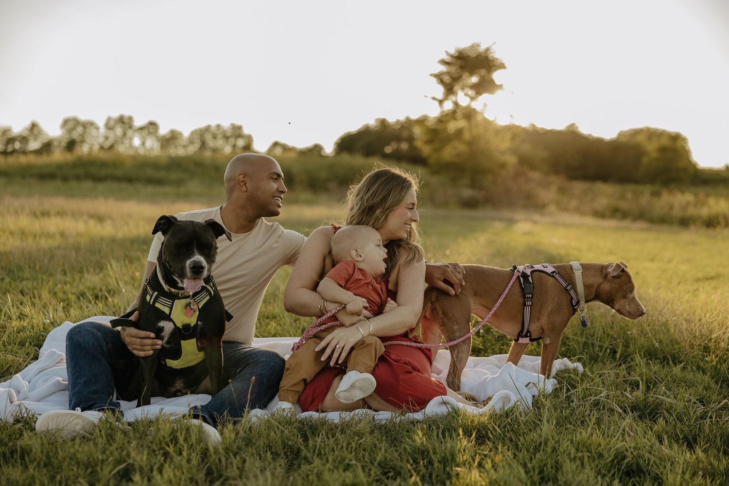 Family and dogs relaxing together on a grassy field during golden hour sunset.