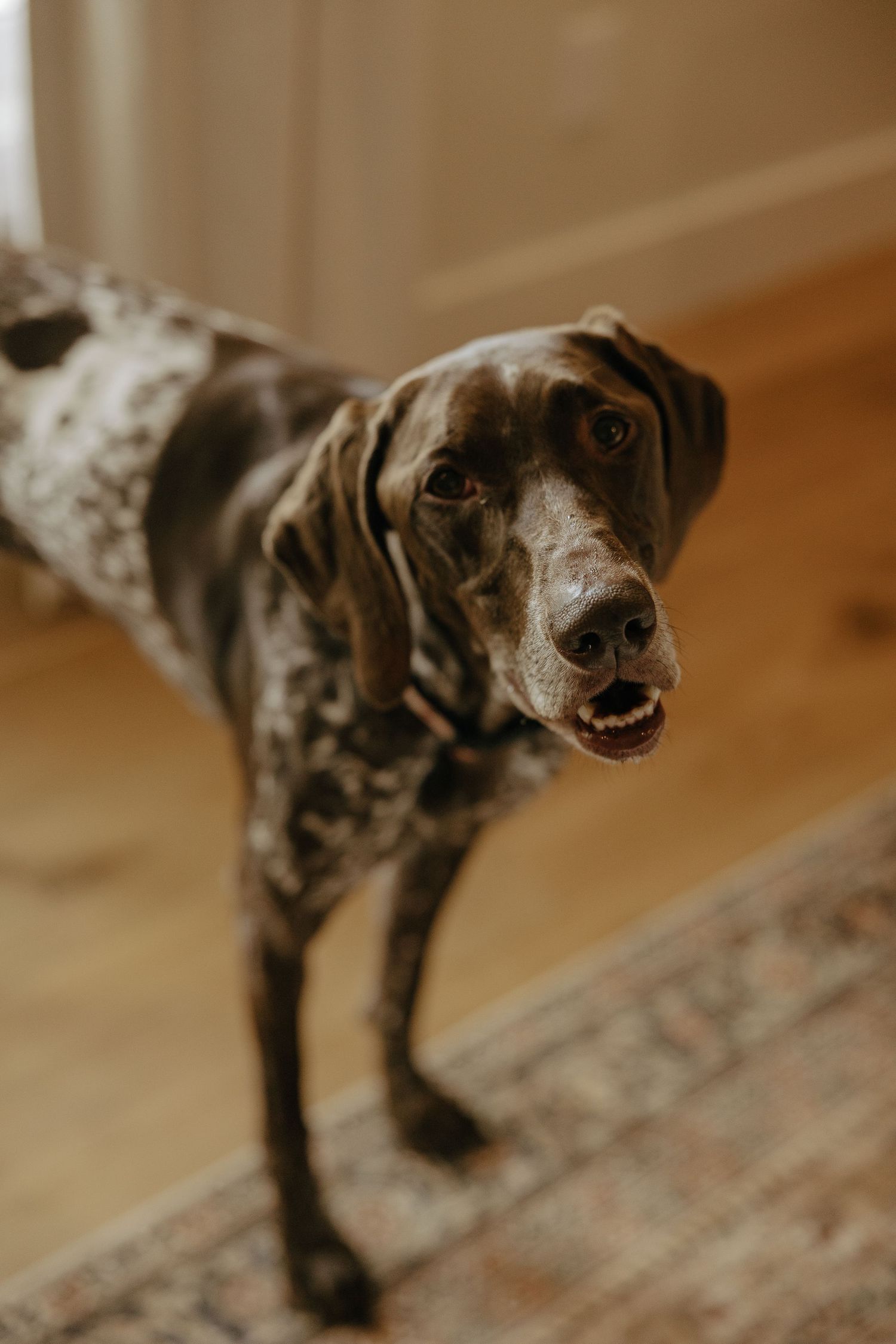 A spotted hunting dog poses alertly on hardwood flooring.