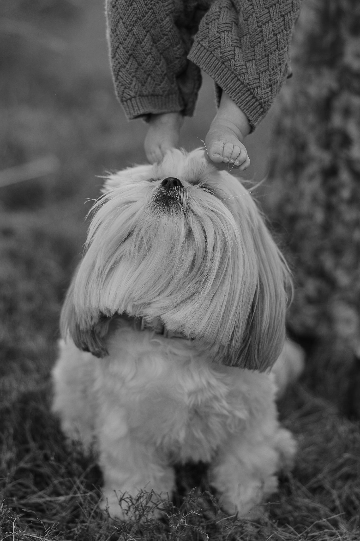 A black and white portrait of tiny feet resting on a small white dog's head.