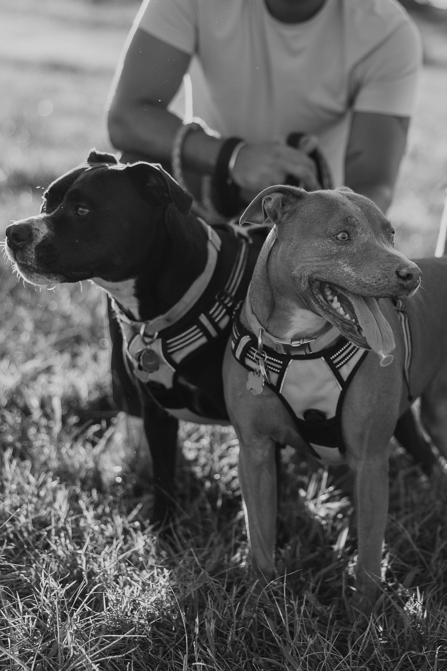 Three black and gray dogs sitting attentively in grass during golden hour.