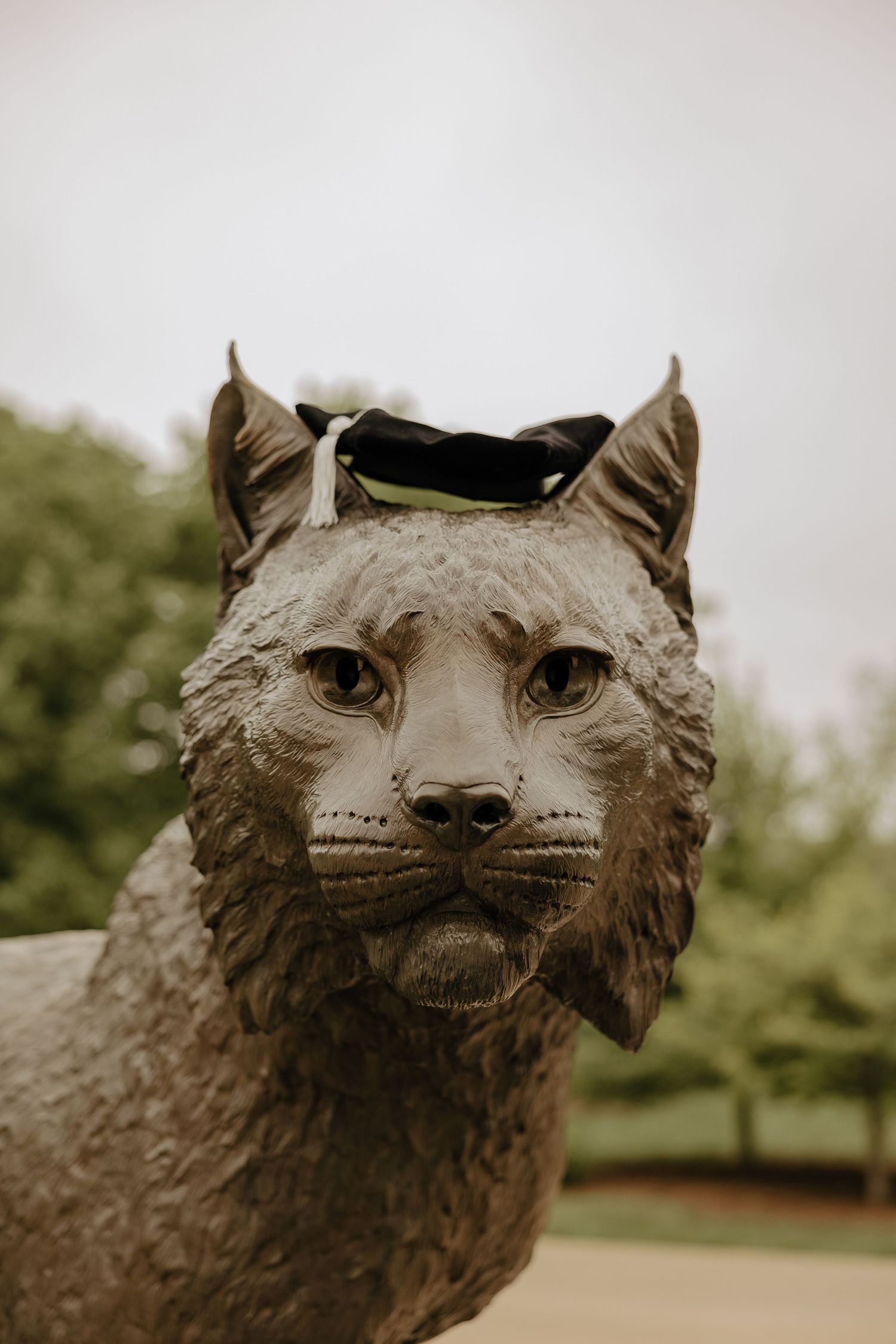 Close-up shots of bronze wildcat statue showing detailed facial features and expressions.
