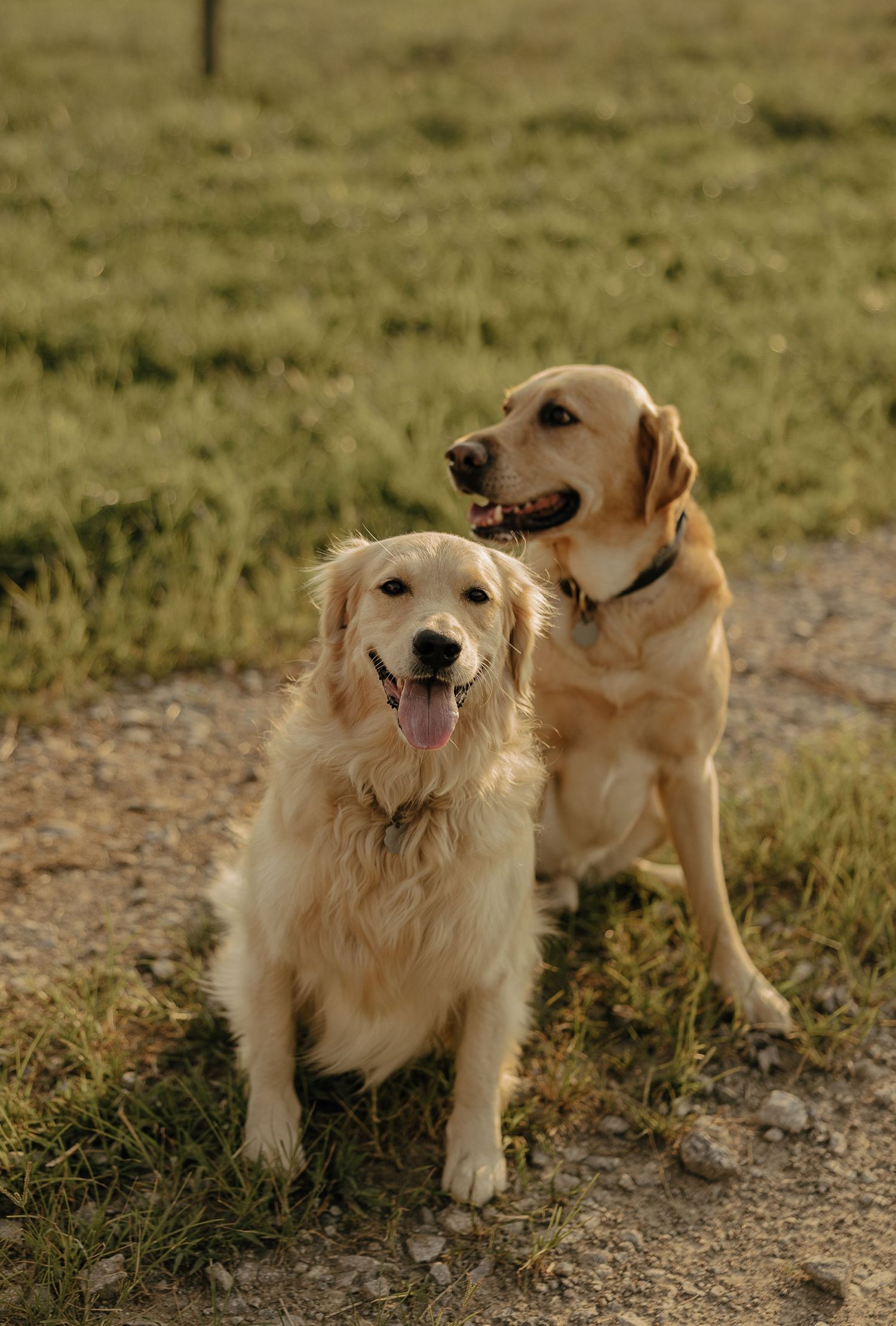 Two golden retrievers sitting together on a dirt path with happy expressions.