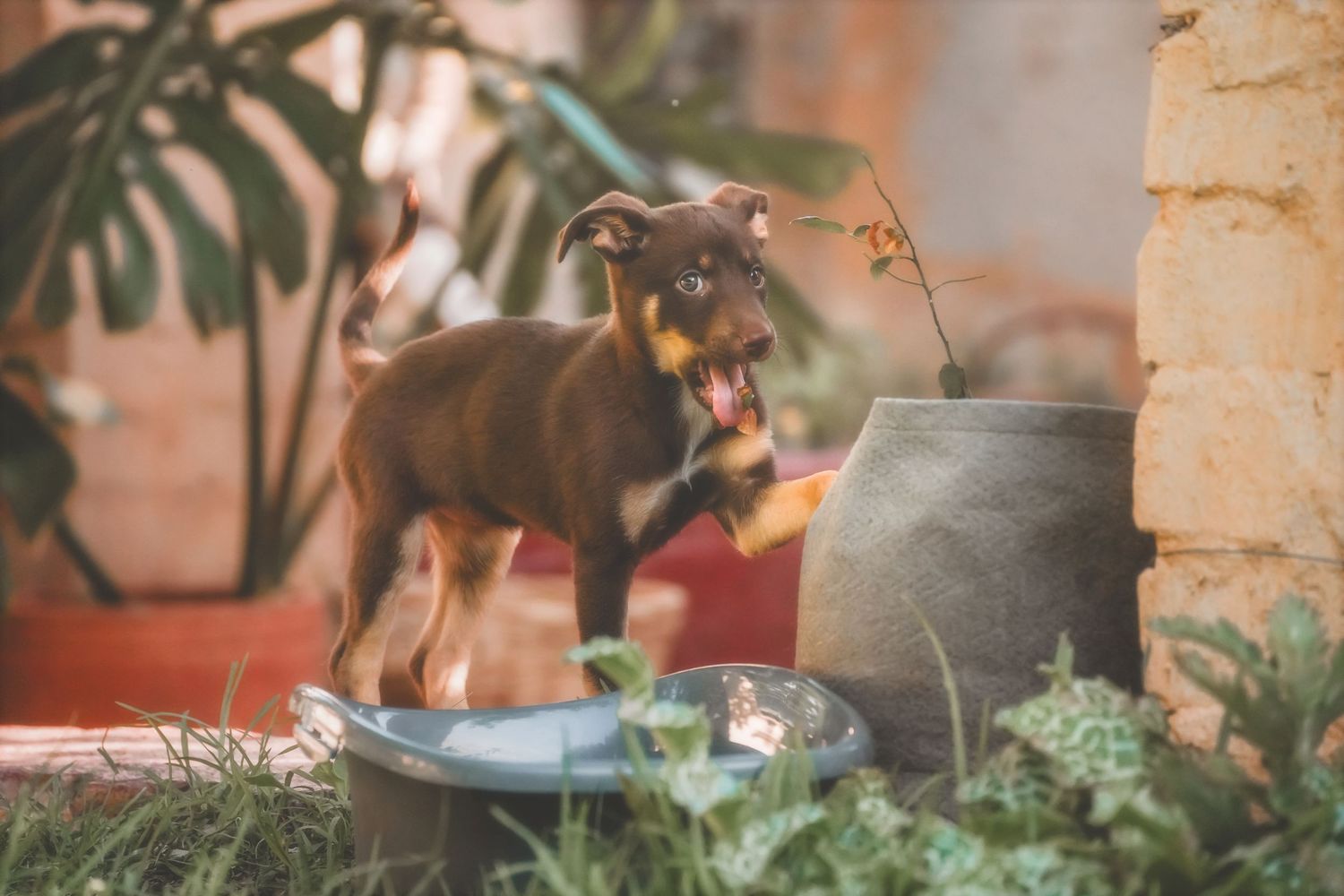 Puppy beside a clay pot and water bowl against an old brick wall