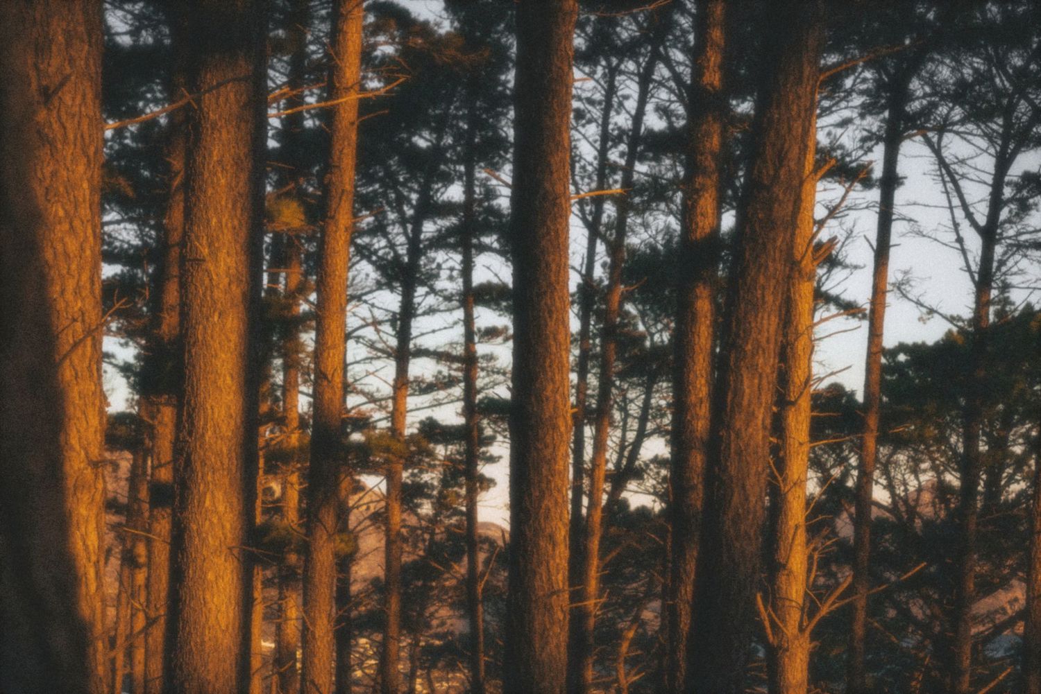Tall pine trunks glowing in late afternoon light