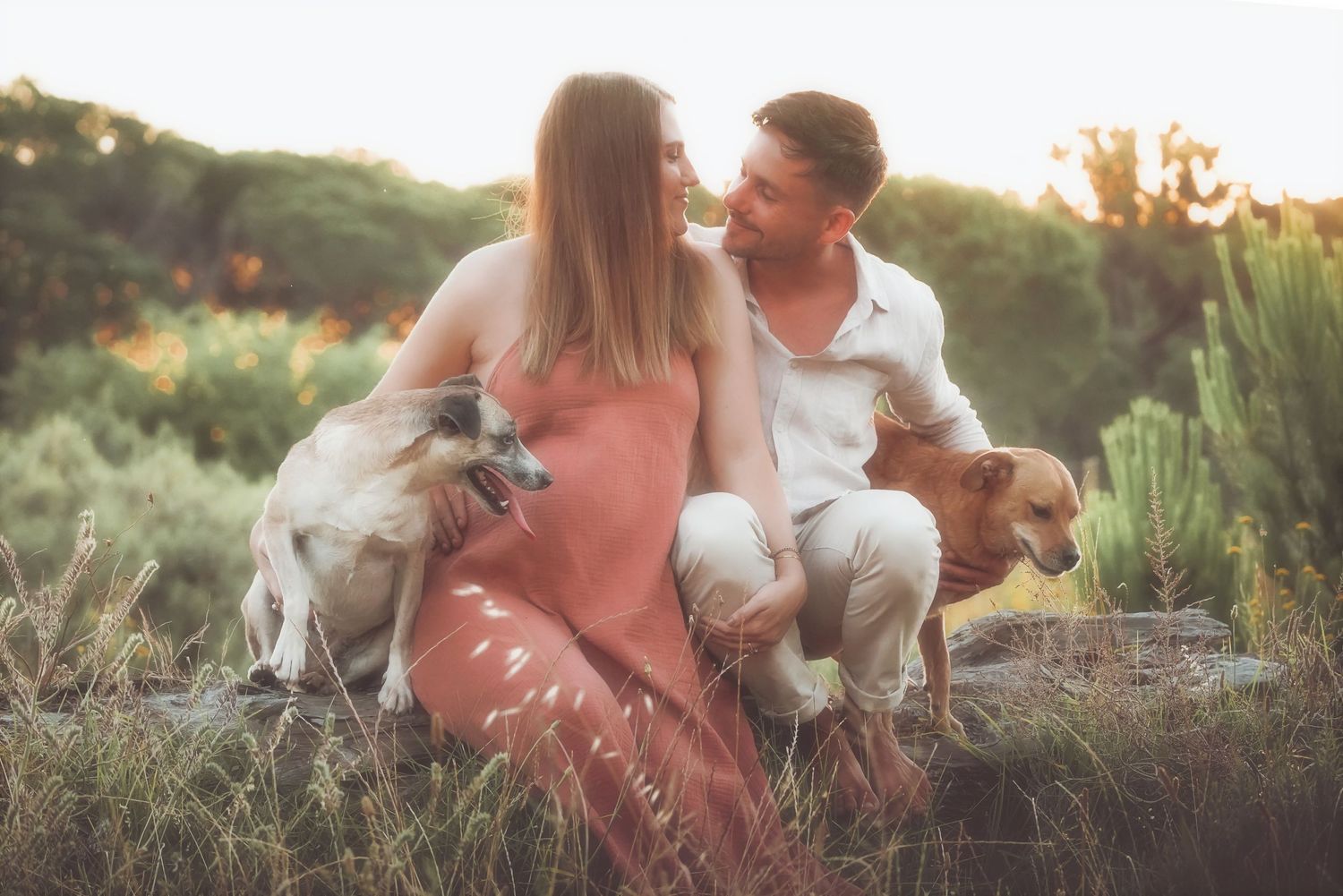 Couple sitting together on a rock with two dogs in a golden field