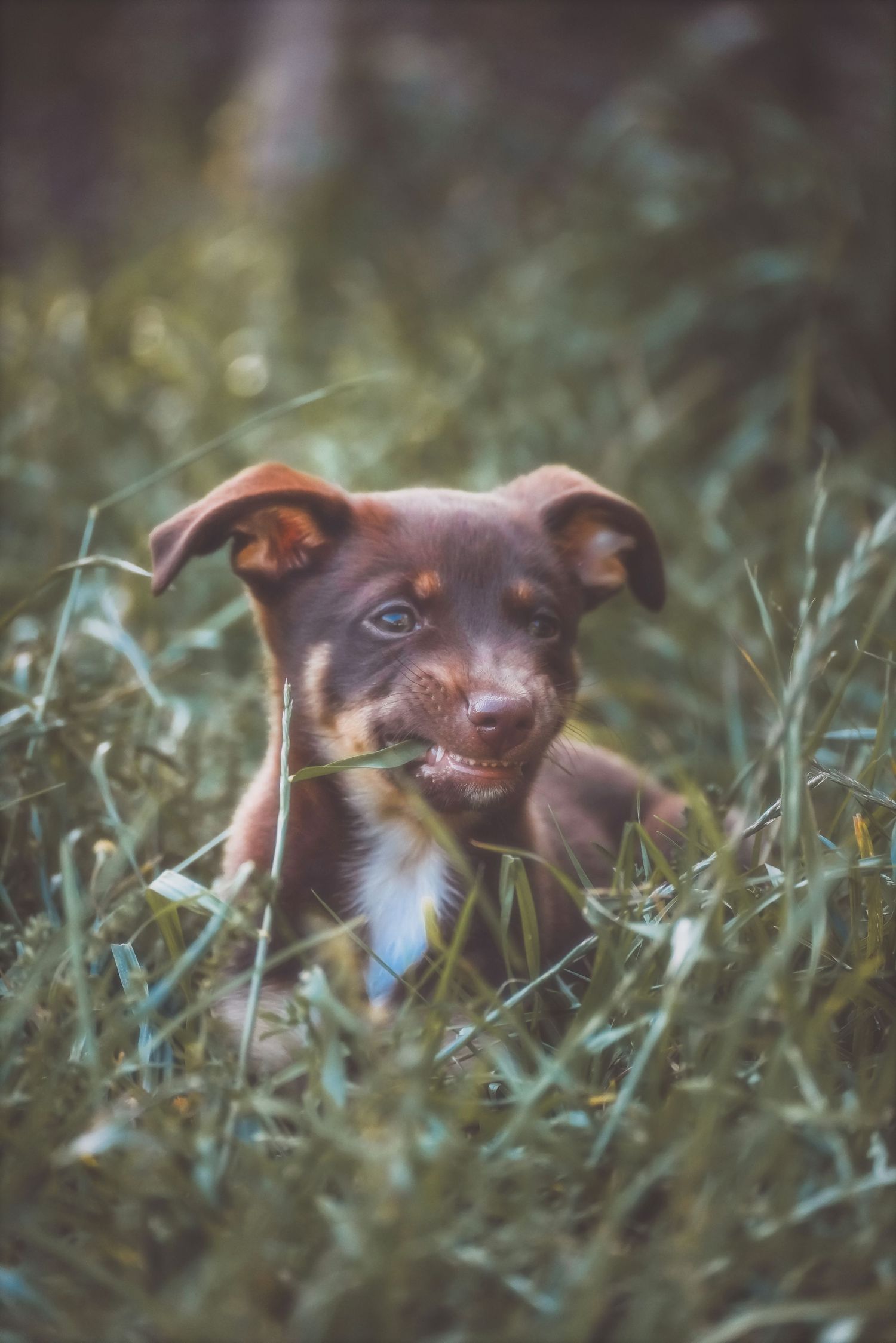 Brown puppy chewing a blade of grass in a field of tall grass