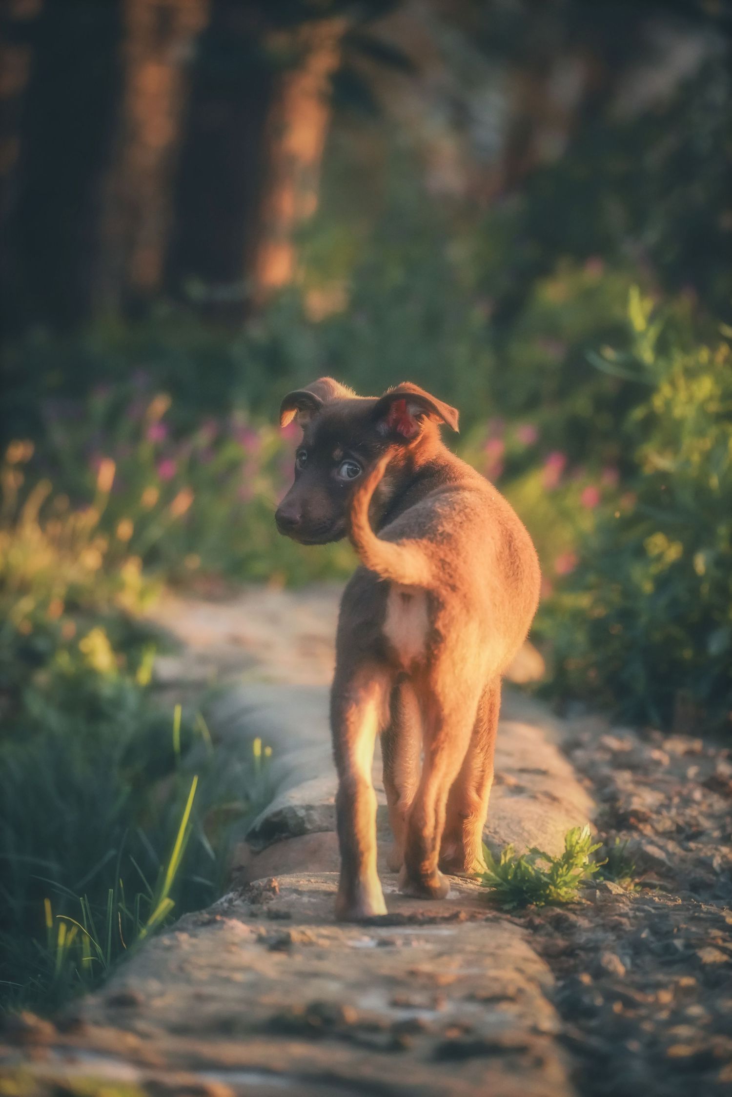 Puppy walking away along a stone path beside wildflowers