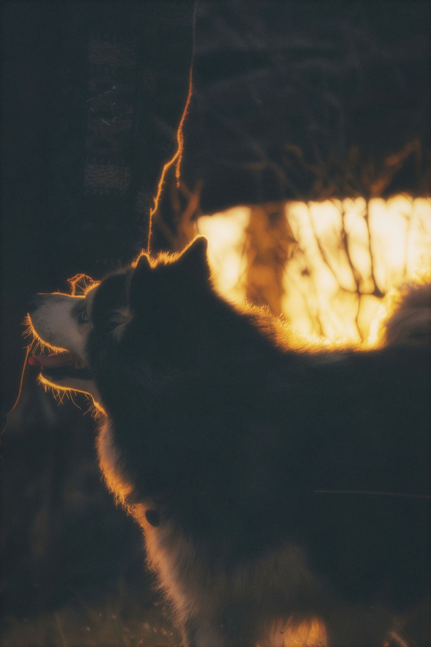 Husky backlit by the sun, its fur glowing with golden rim light