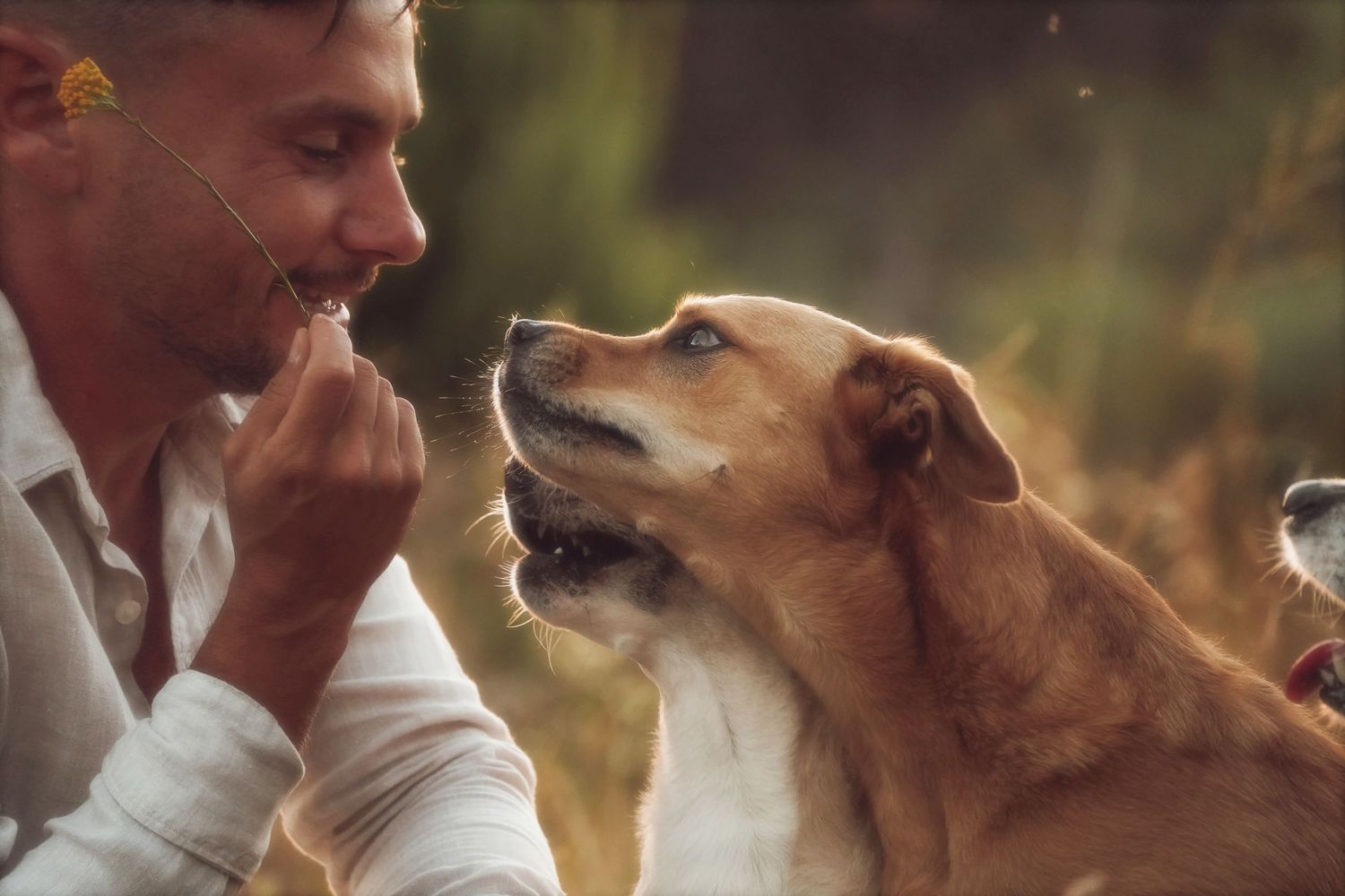 Man with a blade of grass in his mouth beside his golden dog looking up