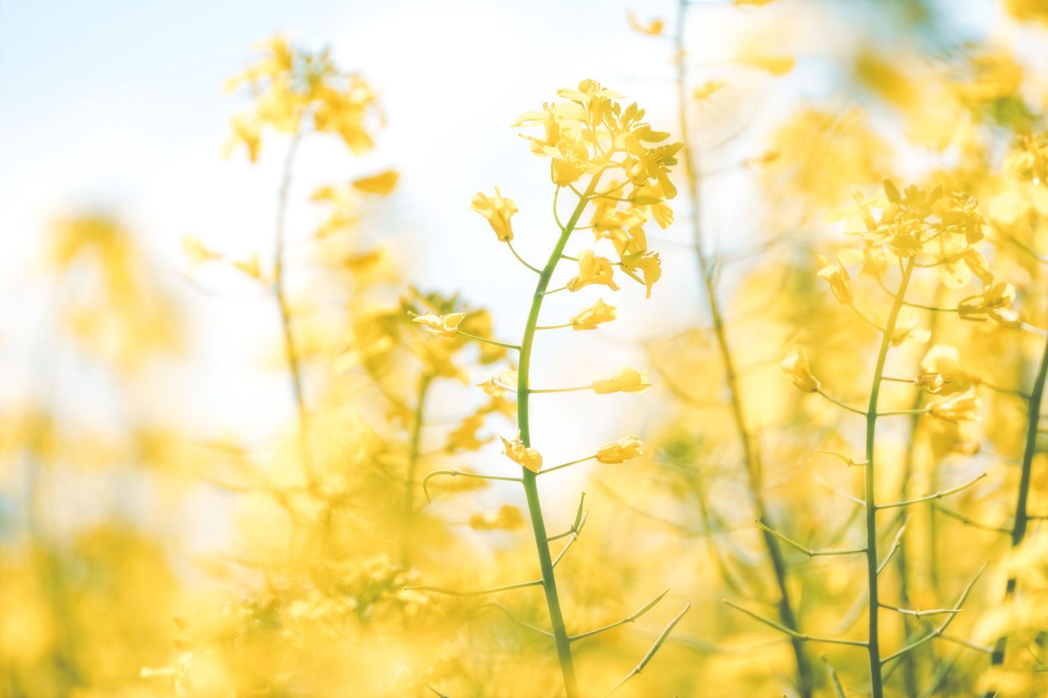 Close-up of yellow canola flowers against a soft white sky