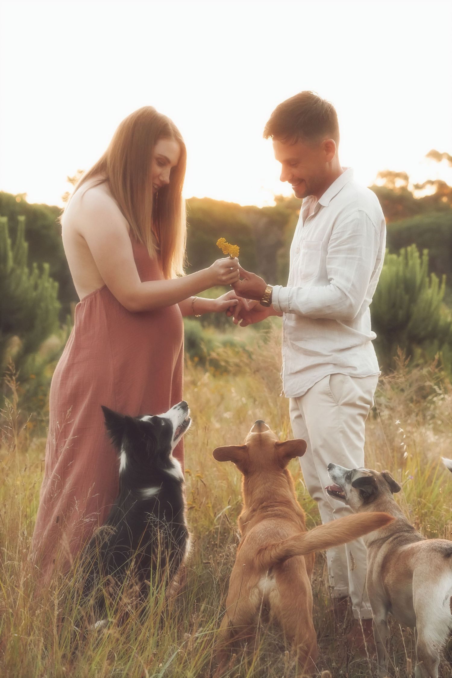 Couple exchanging a wildflower while three dogs gather at their feet