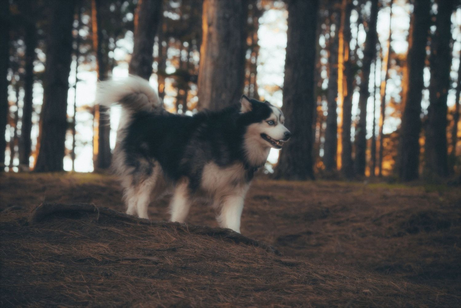 Husky standing on the forest floor among tall pine trees in warm light
