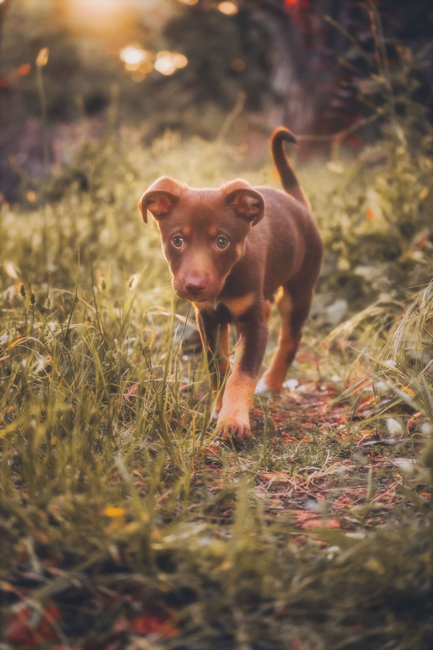 Puppy trotting towards the camera down a grassy path with its tail up
