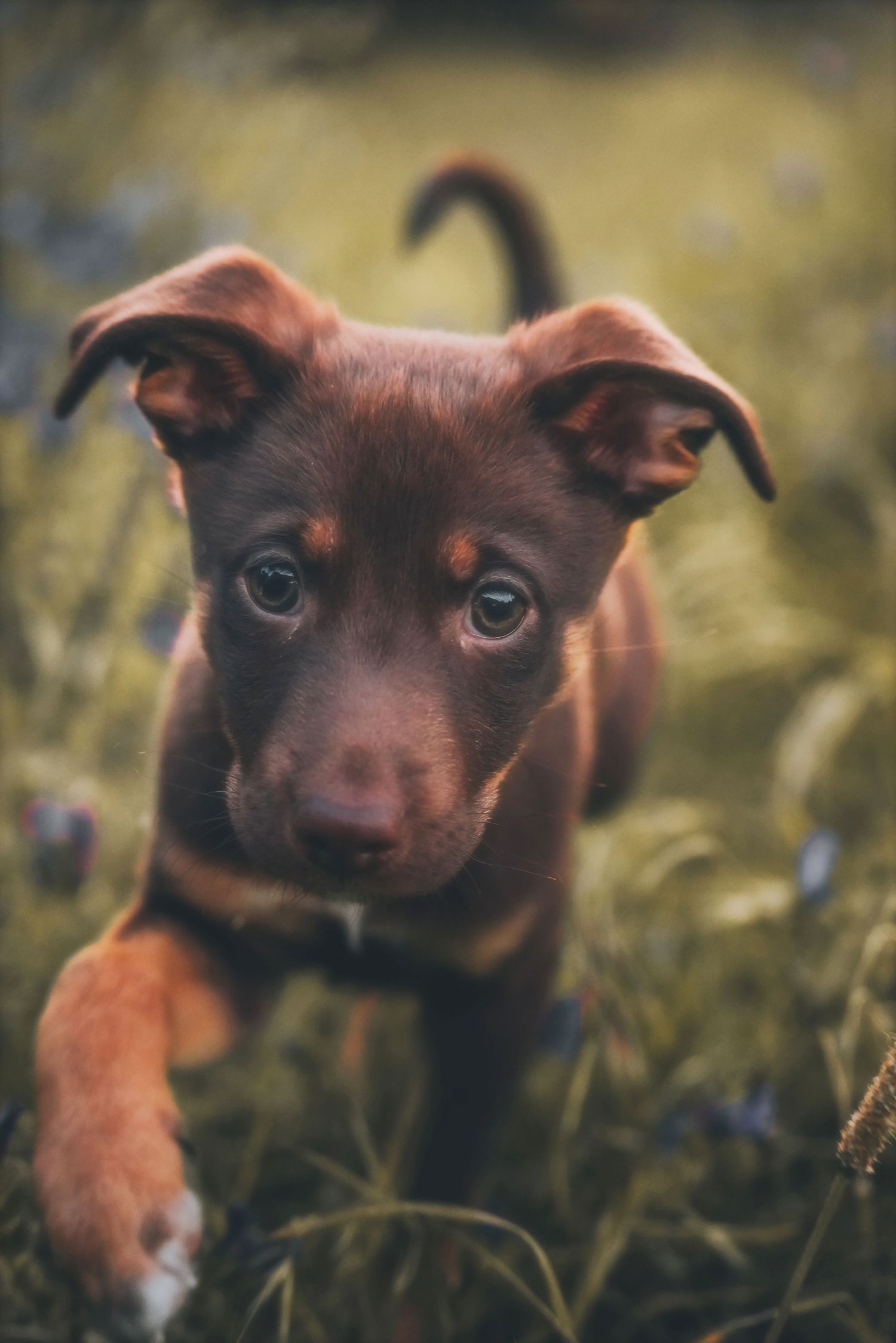 Close-up of a puppy's face as it walks towards the camera, paw stepping forward