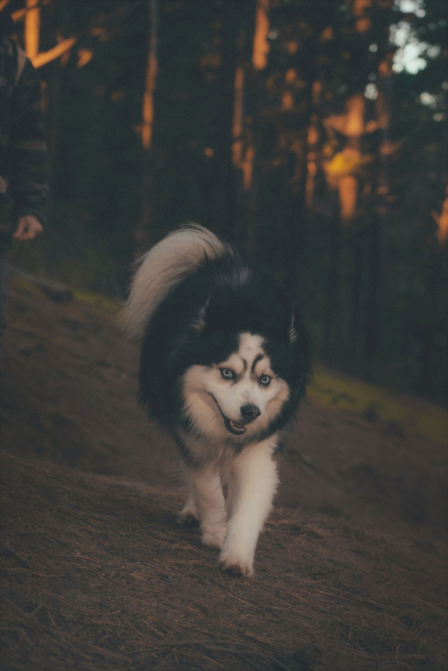 Husky with bright blue eyes walking down a forest path