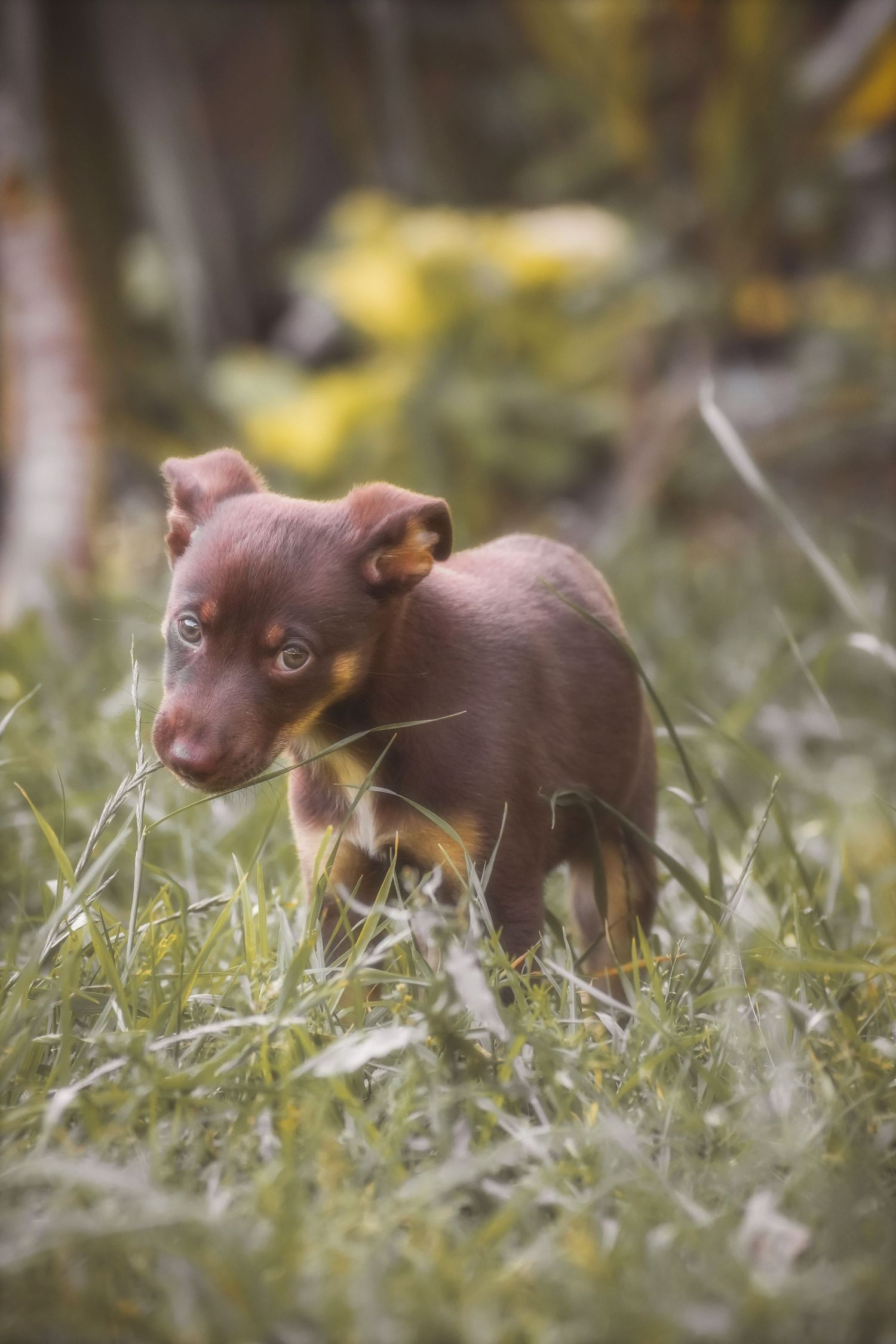 Brown puppy standing side-on in long grass with yellow flowers blurred behind