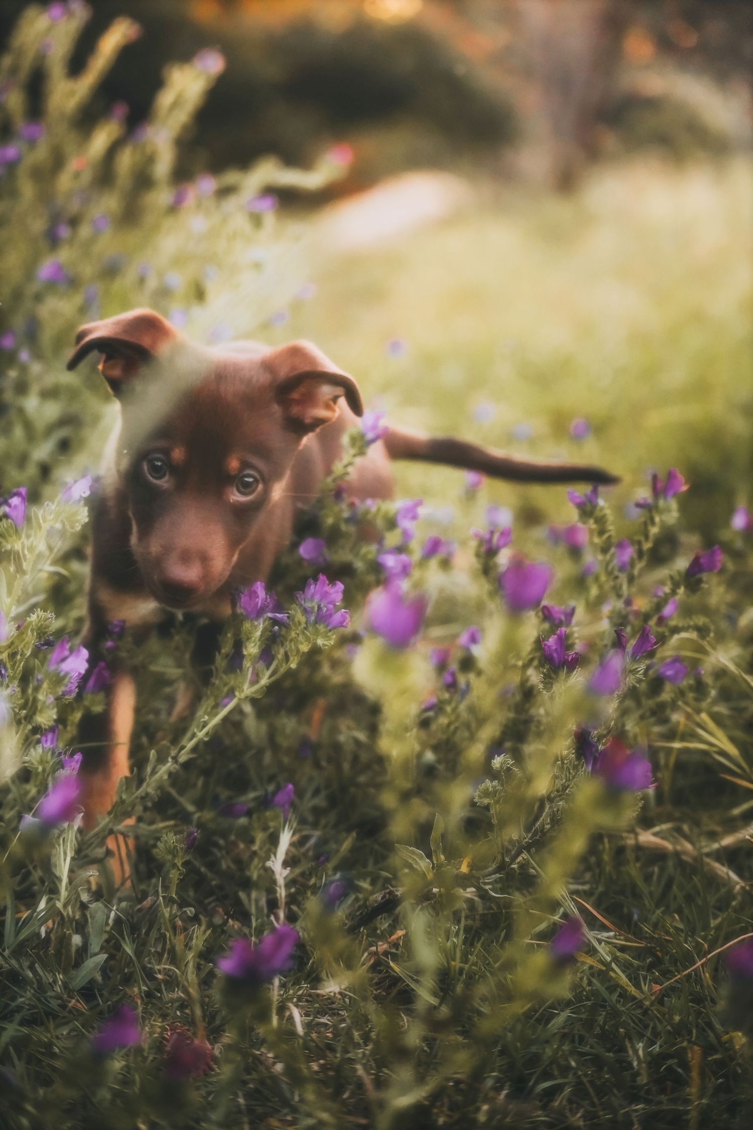 Puppy peeking out through purple wildflowers