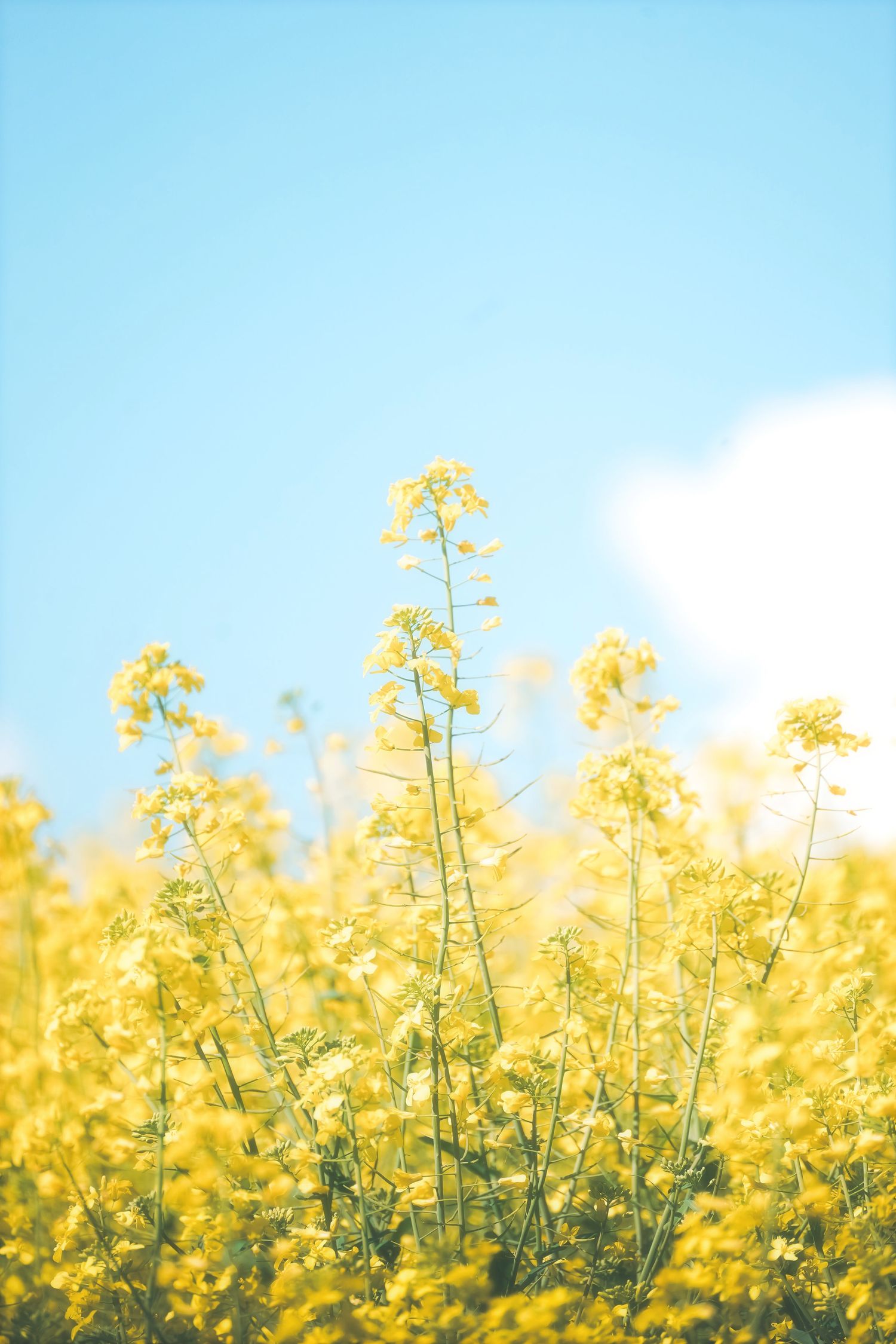 Canola flowers rising against a clear blue sky