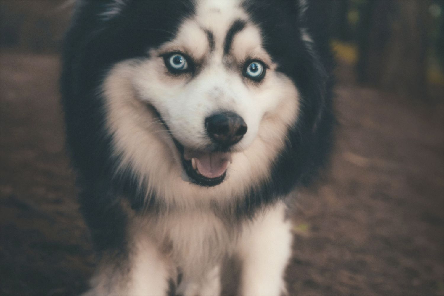 Close-up of a smiling husky with bright blue eyes