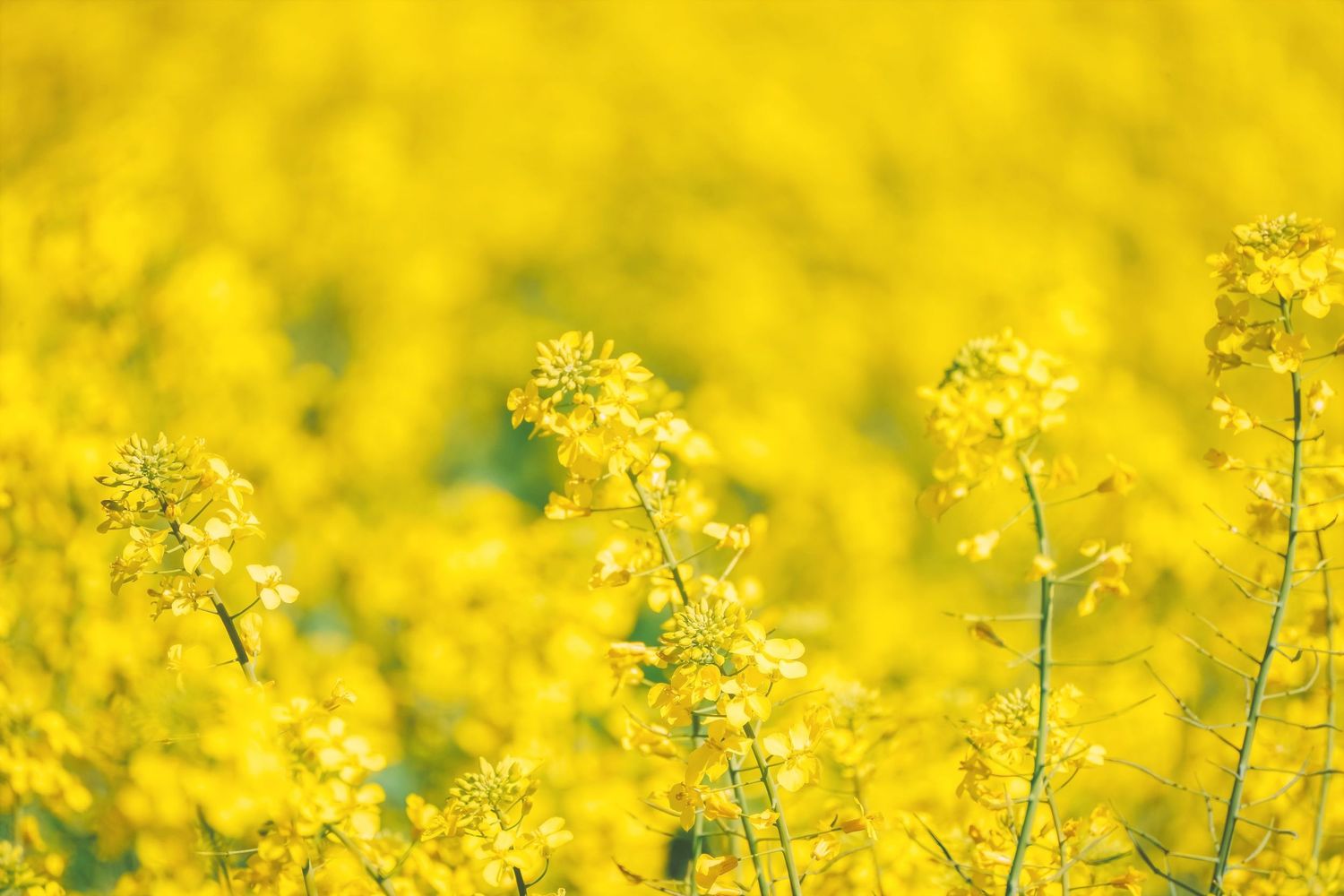 Abstract close-up of dense yellow canola blooms