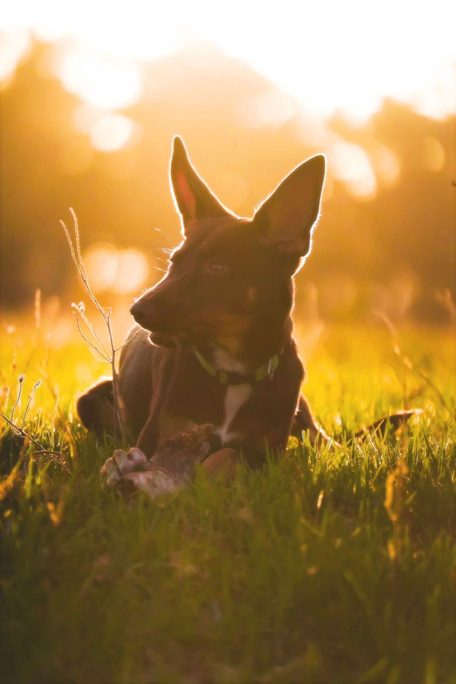 Silhouette of a Kelpie dog lying in long grass with its ears up, backlit by a golden sunset