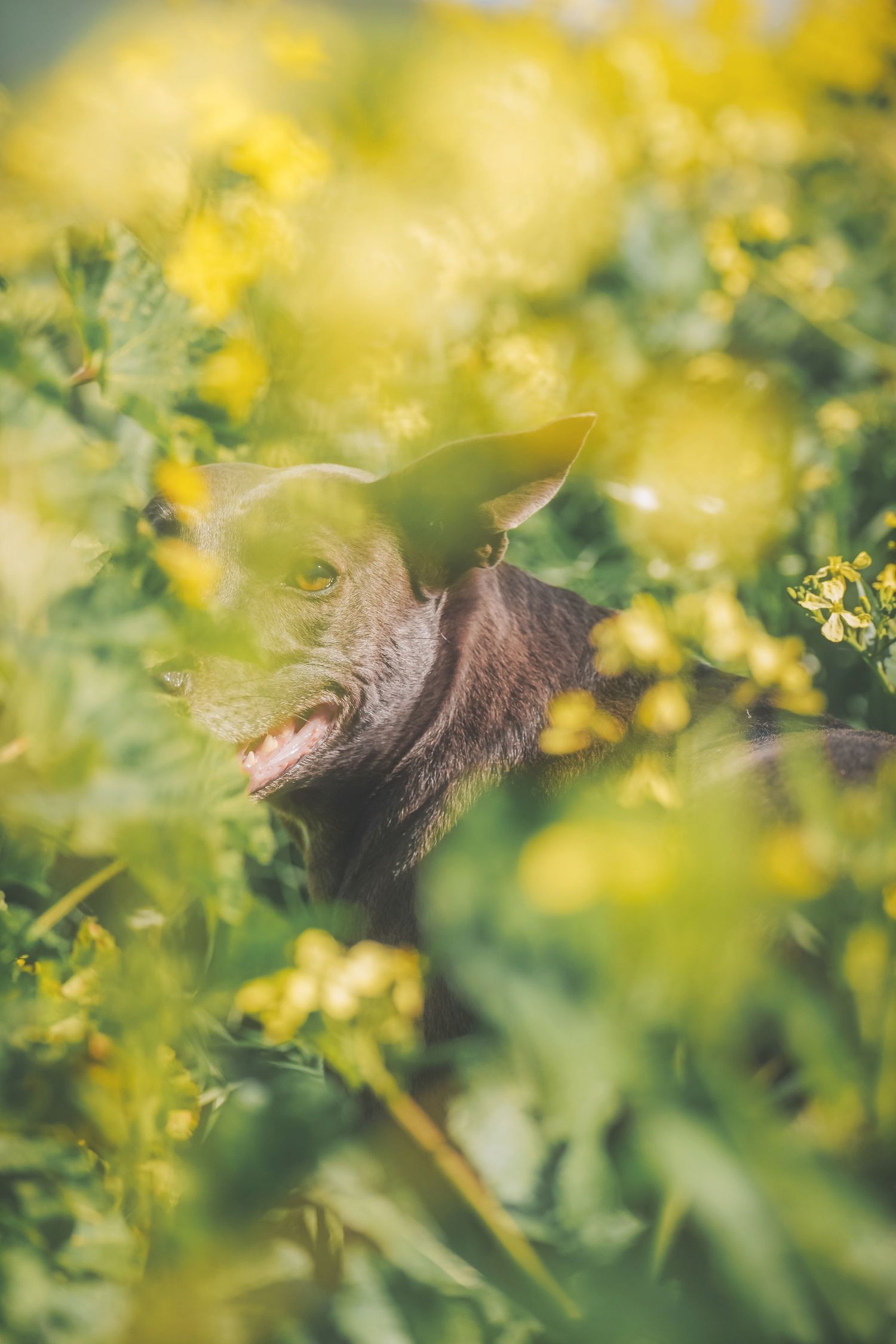 Dog's ear and face peeking through blurred canola flowers