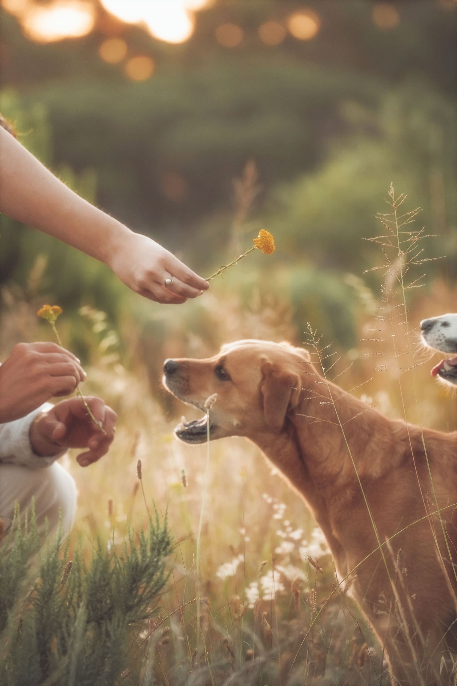 Hand offering a yellow wildflower to a golden dog in the grass