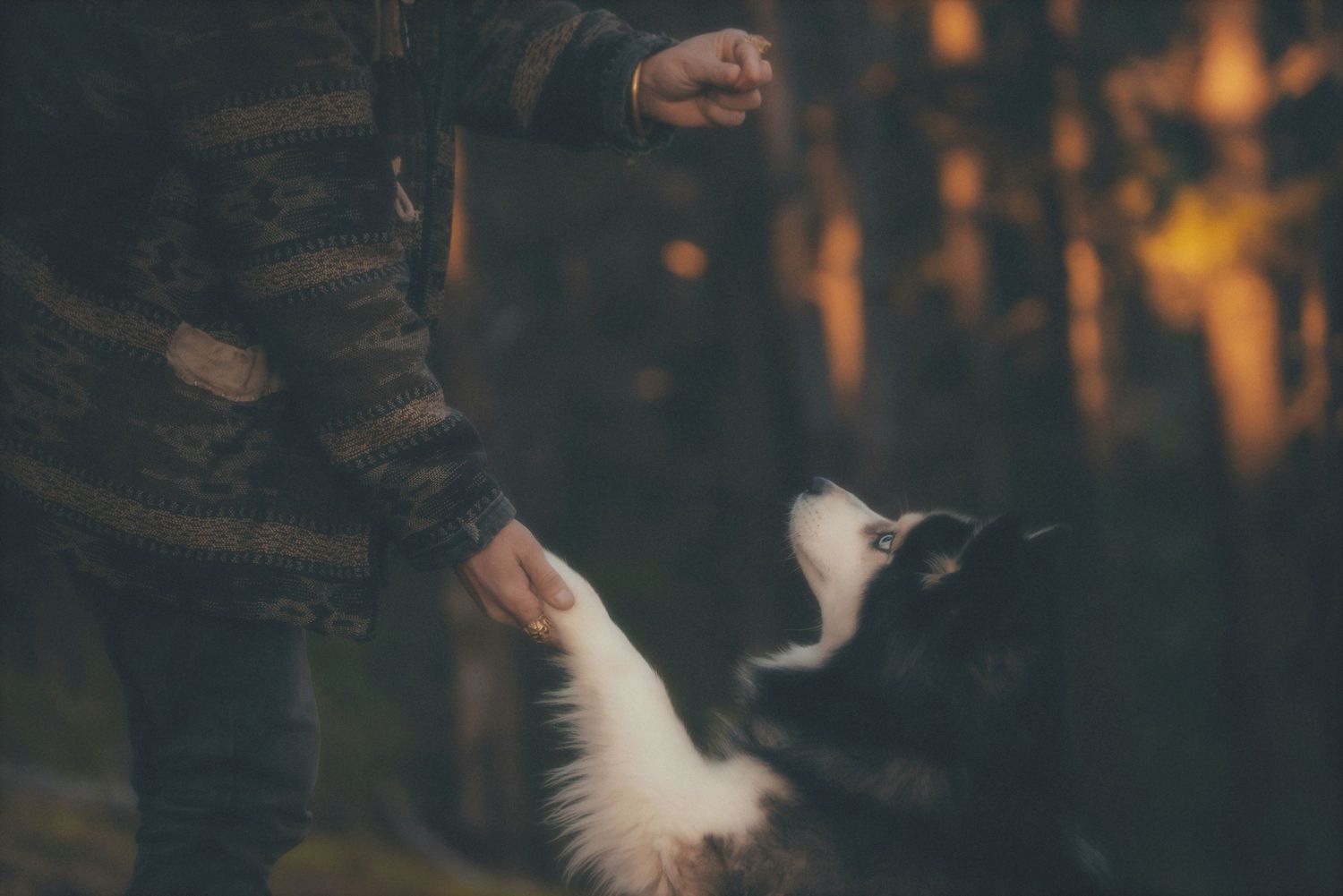 Hand reaching out to a husky gazing up in the dim forest